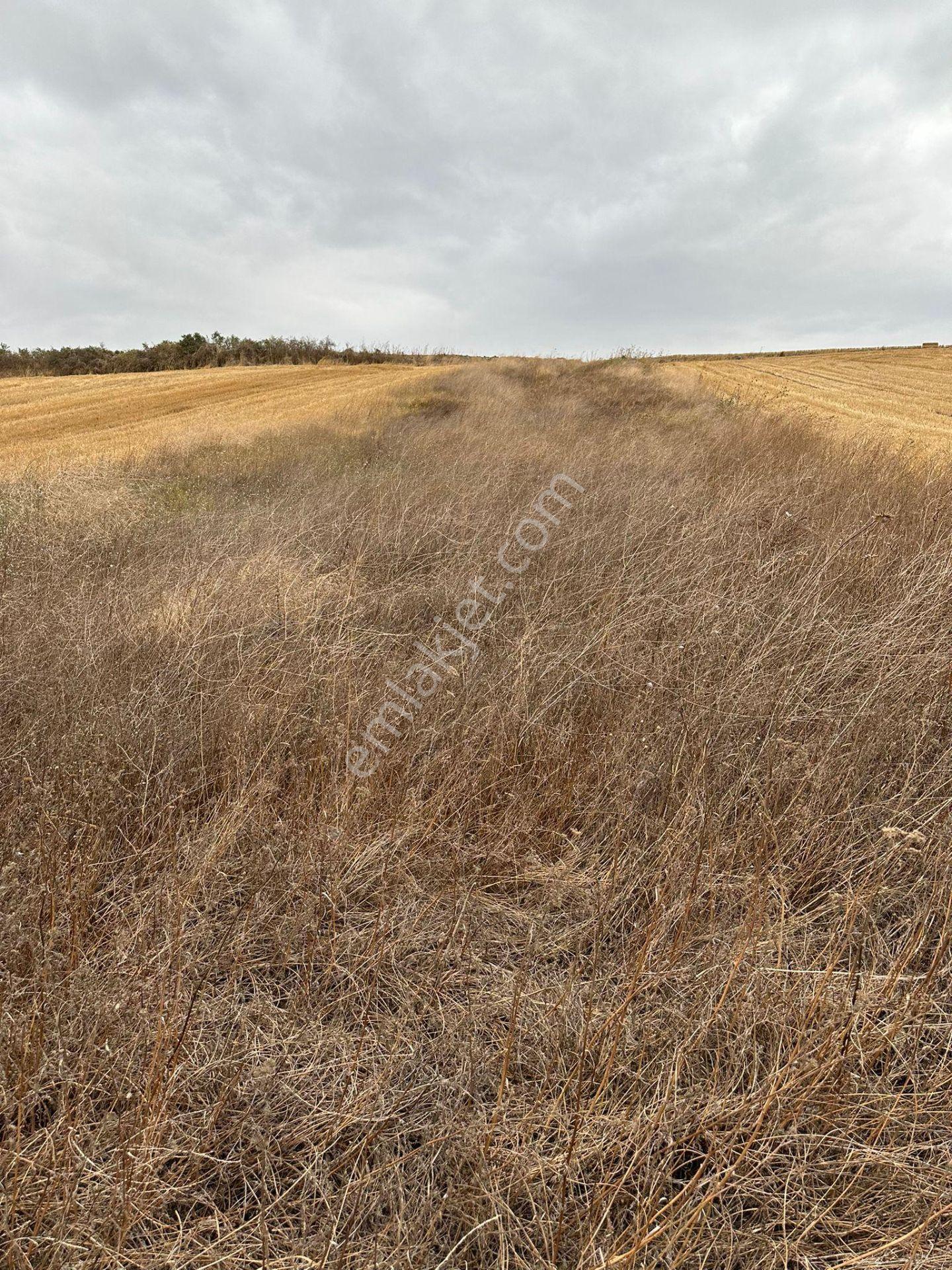 Tekirdağ Muratlı Yeşilsırt Mah. 1.650 M² Köye Yakın Müstakil Tarla - Görsel 13