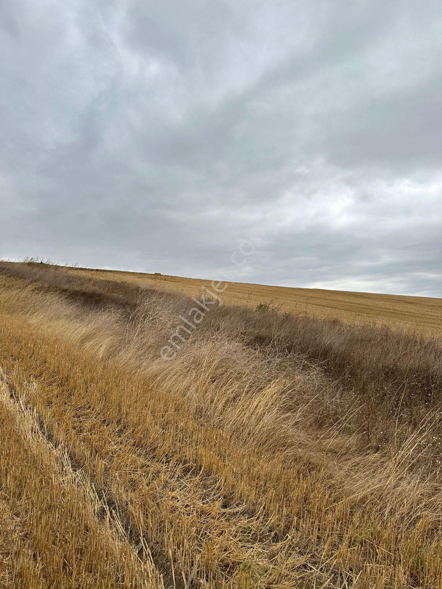 Tekirdağ Muratlı Yeşilsırt Mah. 1.650 M² Köye Yakın Müstakil Tarla - Görsel 11