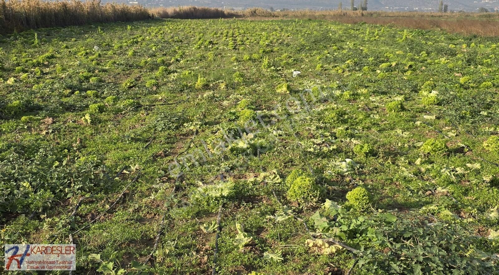 Sakarya Pamukova Çardak Mah. Yatırımlık Verimli Arazi Mah.400 Mt - Görsel 5