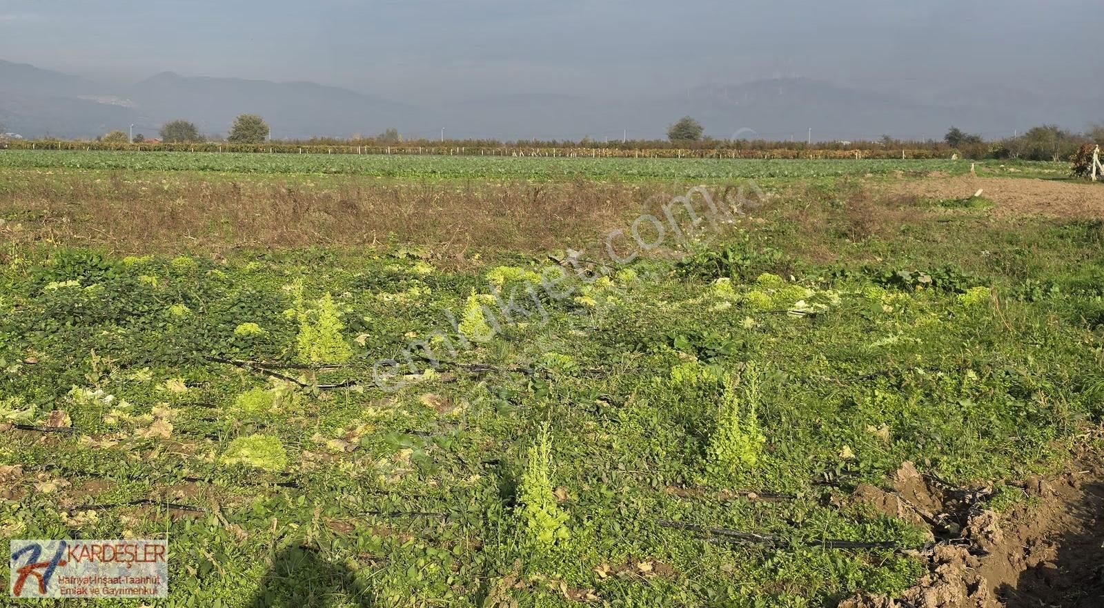 Sakarya Pamukova Çardak Mah. Yatırımlık Verimli Arazi Mah.400 Mt - Görsel 9