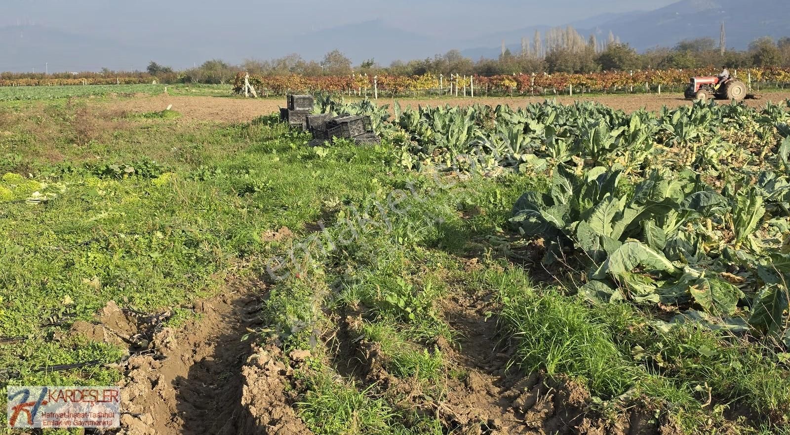 Sakarya Pamukova Çardak Mah. Yatırımlık Verimli Arazi Mah.400 Mt - Görsel 13