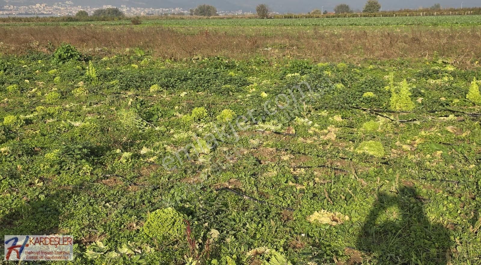 Sakarya Pamukova Çardak Mah. Yatırımlık Verimli Arazi Mah.400 Mt - Görsel 20