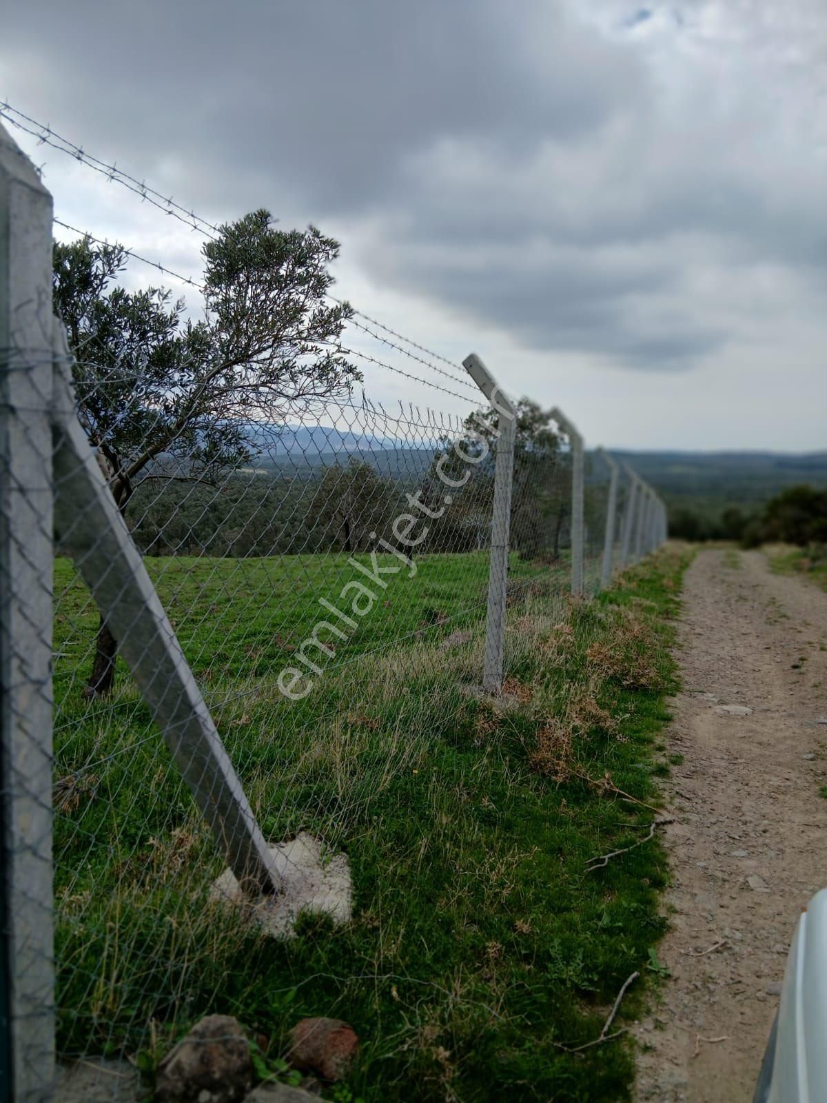 Olcaysu'dan Kadastro Yoluna Cepheli 3797m2 Satılık Zeytinlik!! - Görsel 2