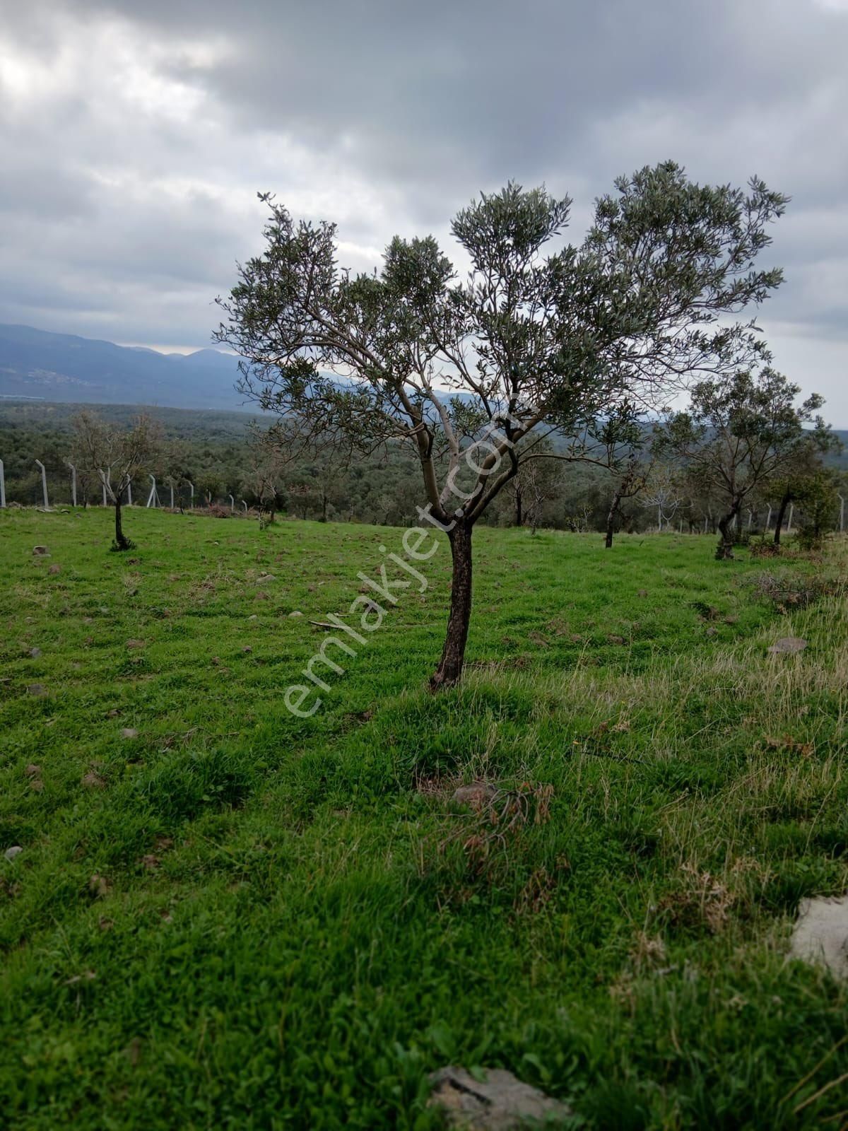 Olcaysu'dan Kadastro Yoluna Cepheli 3797m2 Satılık Zeytinlik!! - Görsel 3