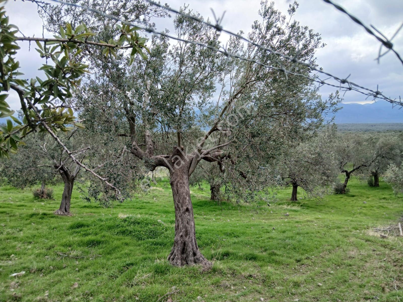 Olcaysu'dan Kadastro Yoluna Cepheli 3797m2 Satılık Zeytinlik!! - Görsel 6