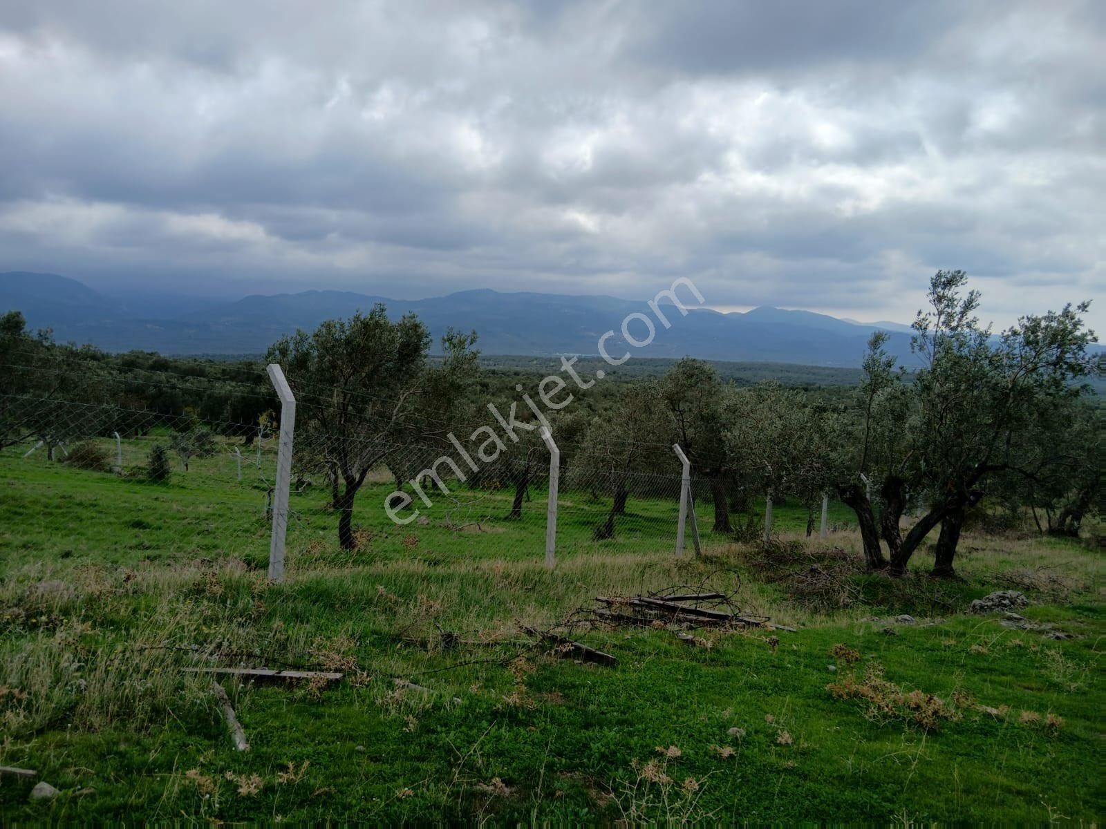 Olcaysu'dan Kadastro Yoluna Cepheli 3797m2 Satılık Zeytinlik!! - Görsel 4