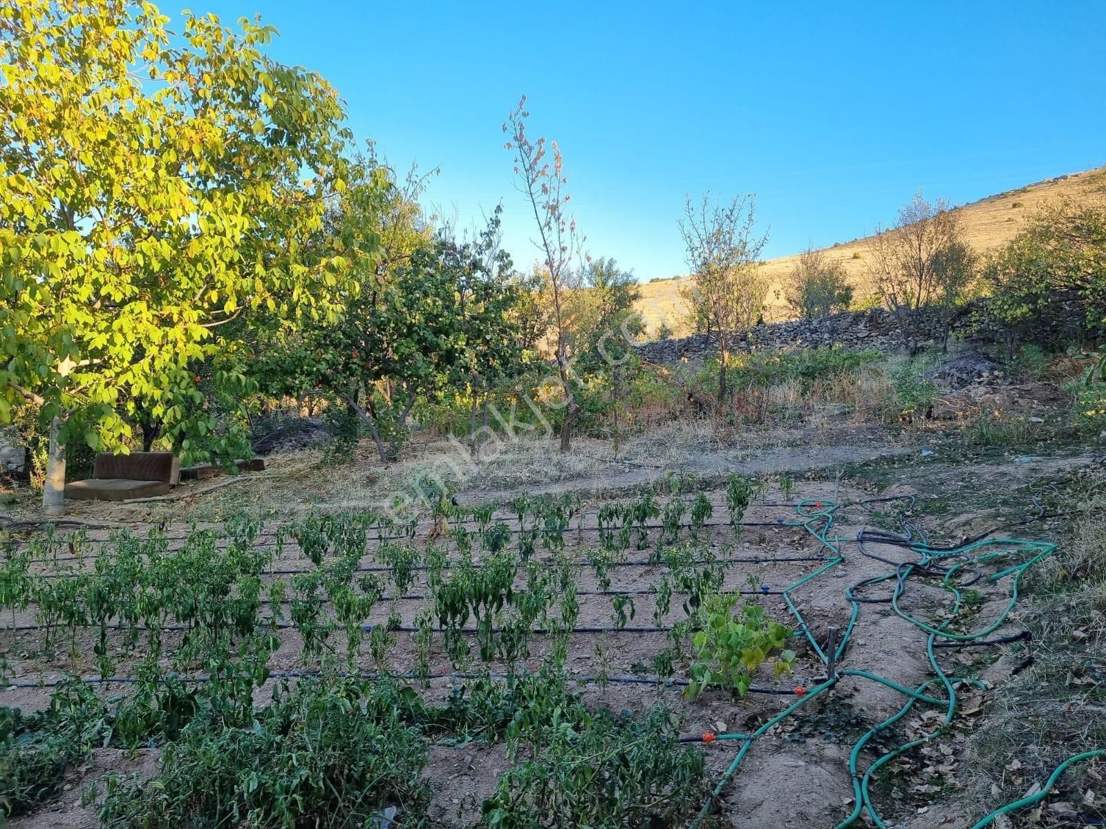 Eskişehir Beylikova Halilbağı Köyünde Sahibinden Satılık - Görsel 4