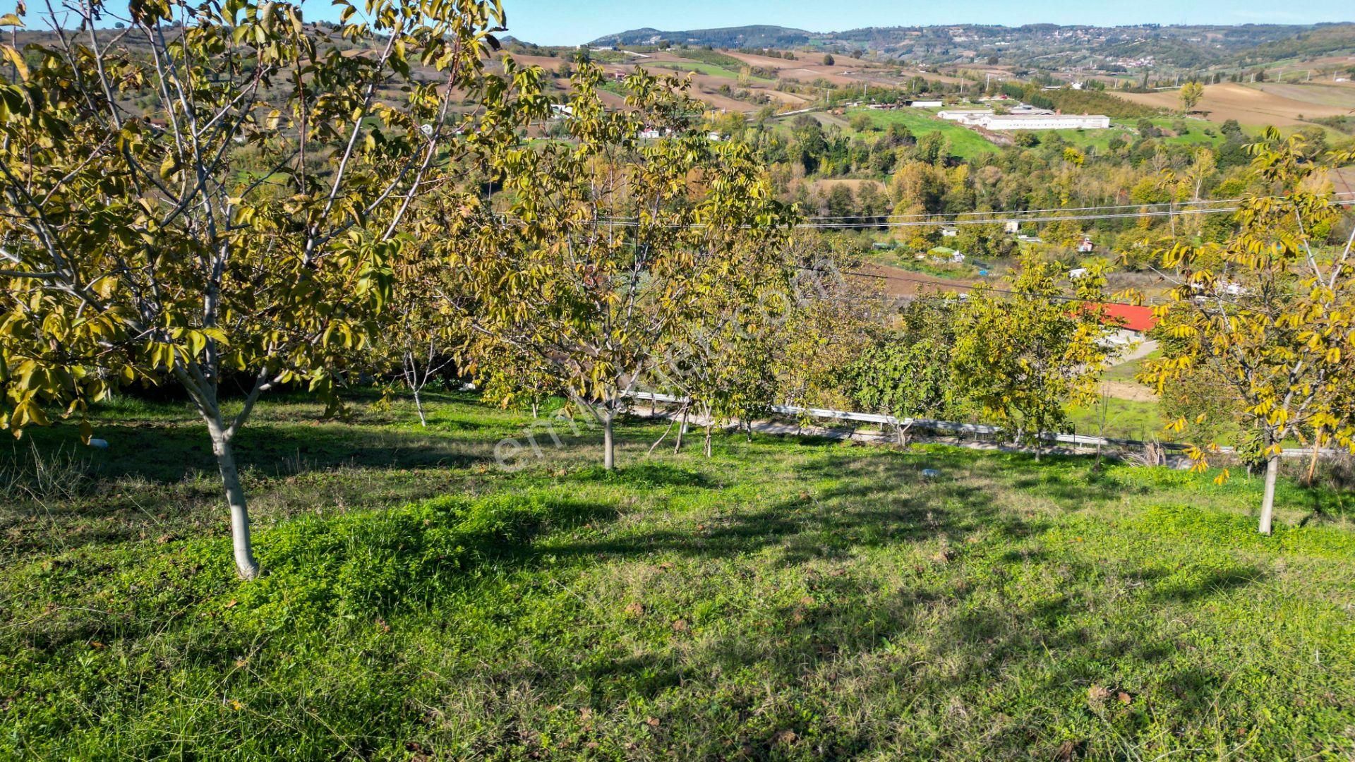 Kocaeli Karamürsel Avcıköy 1.325 M² %5 İmarlı Satılık Meyve Bahçesi - Görsel 11