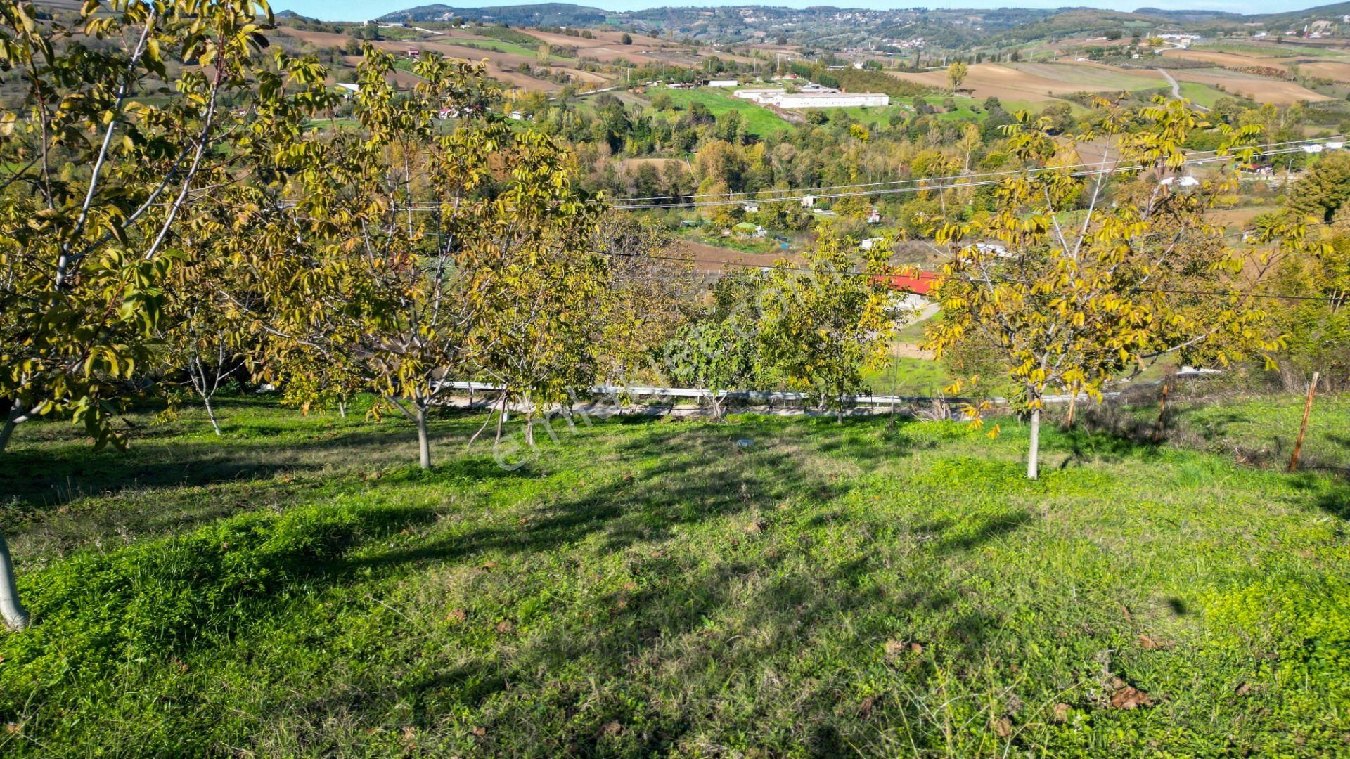 Kocaeli Karamürsel Avcıköy 1.325 M² %5 İmarlı Satılık Meyve Bahçesi - Görsel 13