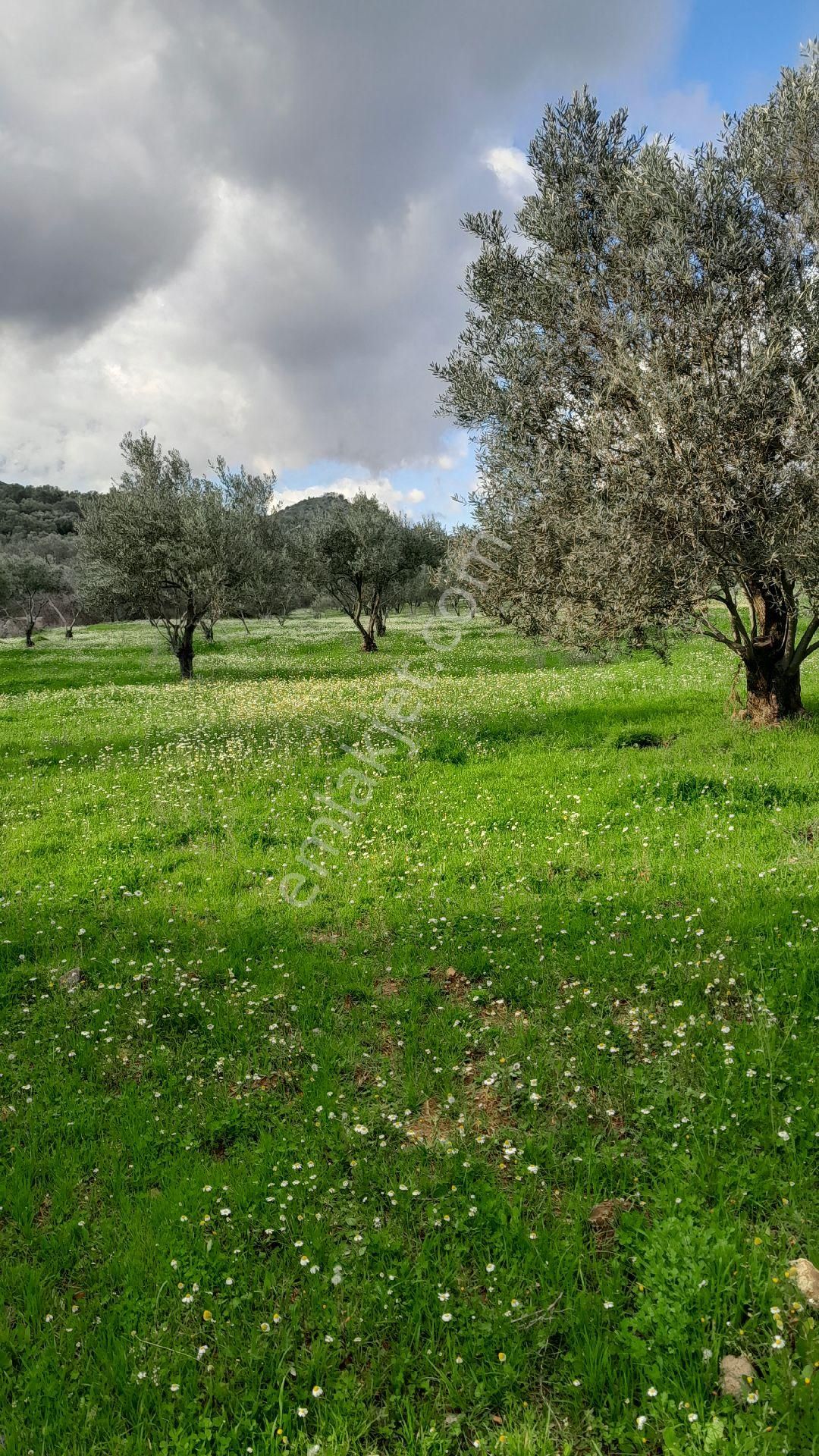 Sağancı Da Zeytinlik