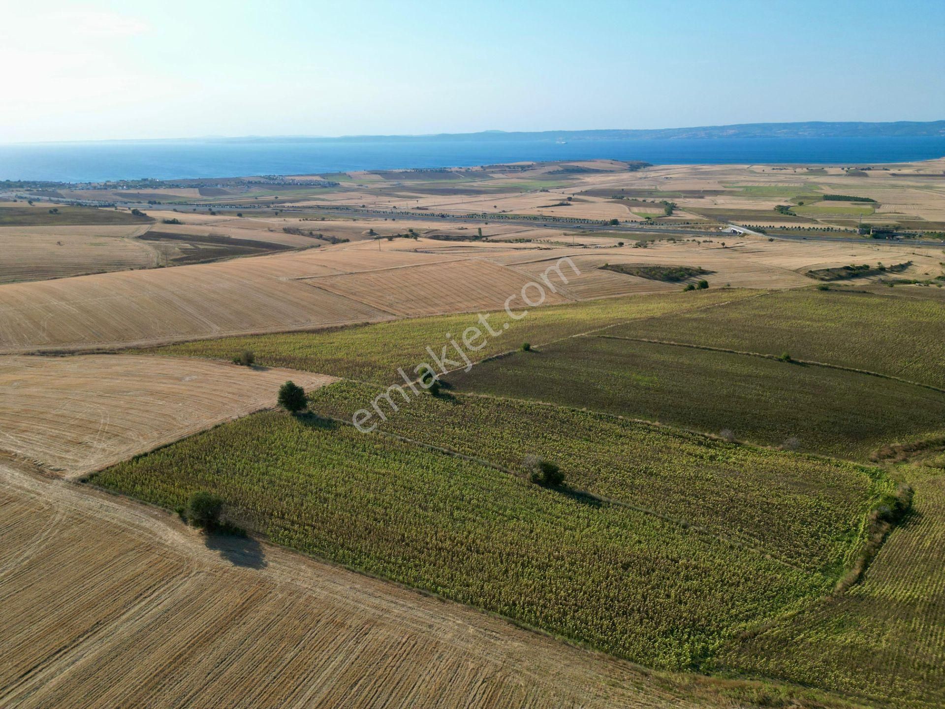 Gelibolu Bolayır 9245 M2 Satılık Tarla Uygun Fiyat Ve Yatırımlık - Görsel 13
