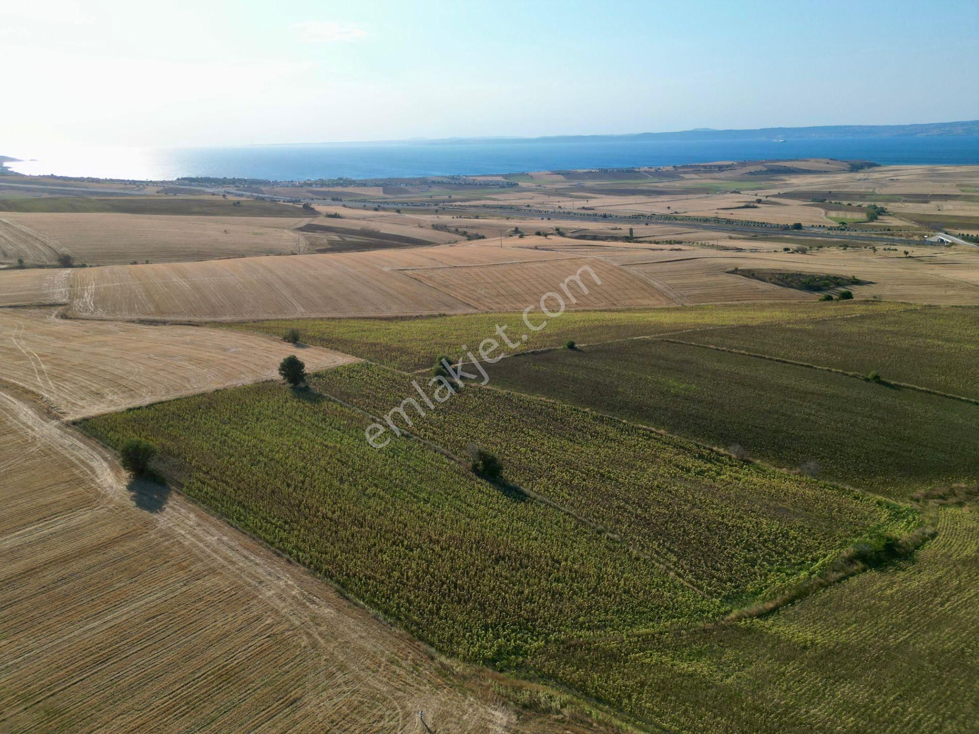 Gelibolu Bolayır 9245 M2 Satılık Tarla Uygun Fiyat Ve Yatırımlık - Görsel 12