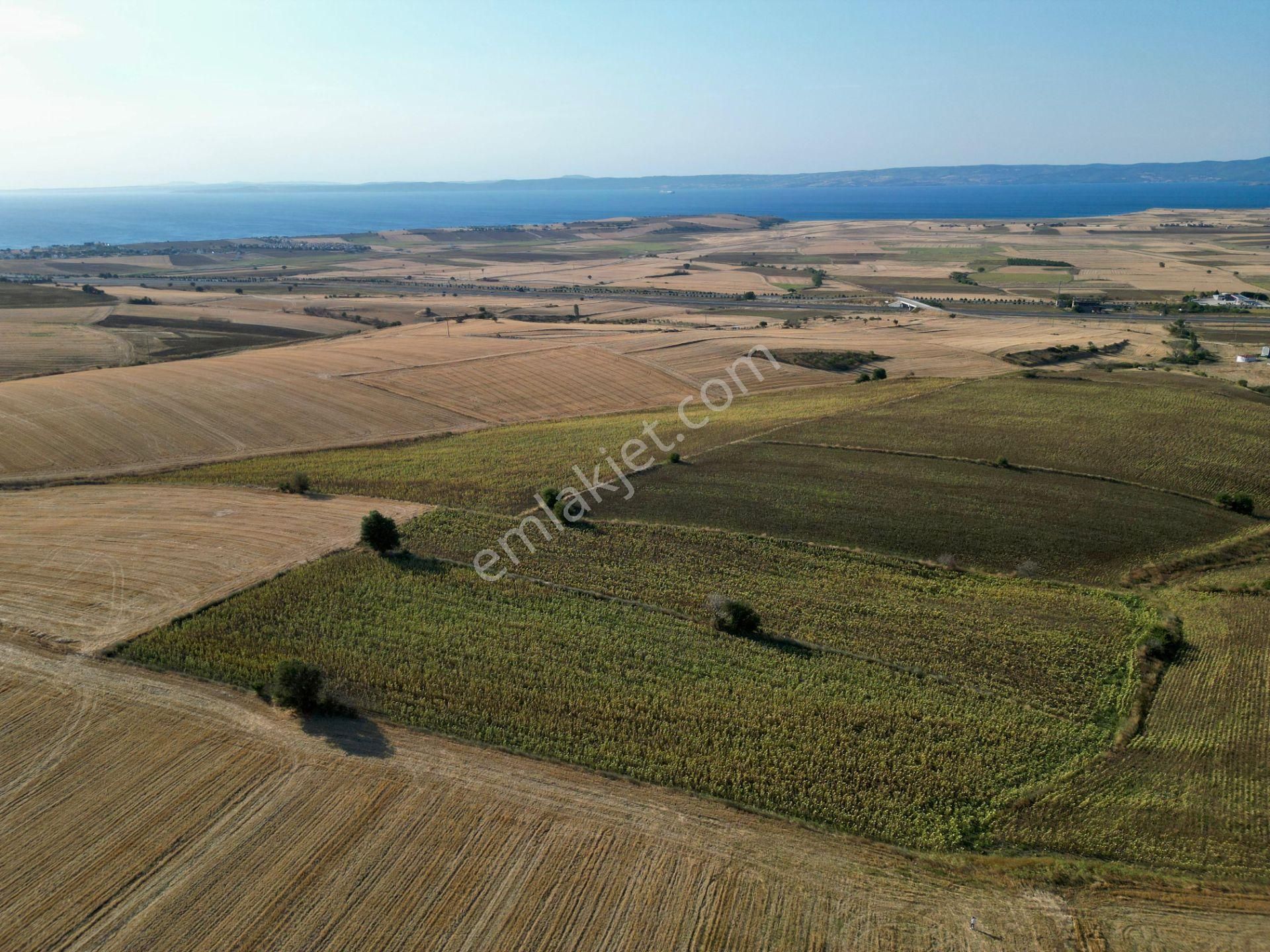 Gelibolu Bolayır 9245 M2 Satılık Tarla Uygun Fiyat Ve Yatırımlık - Görsel 14