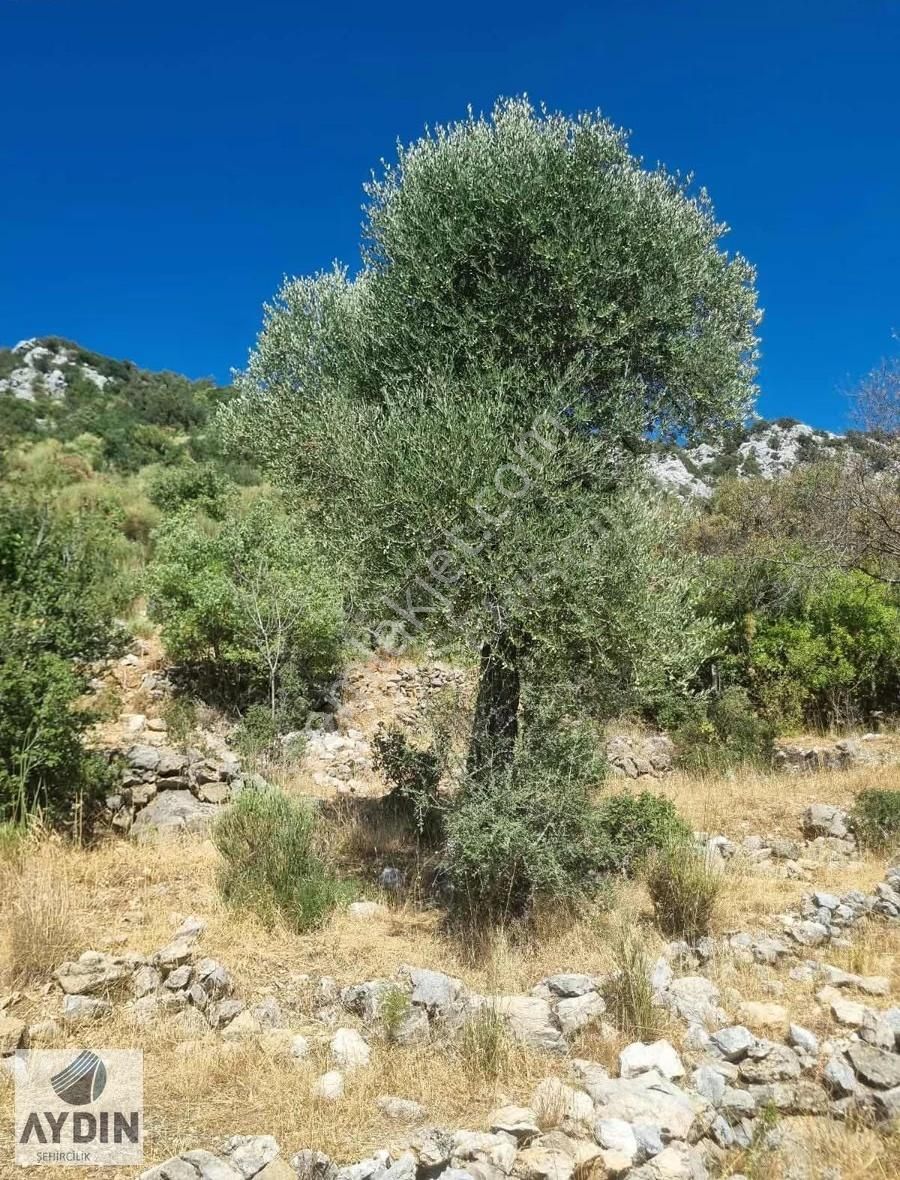 Aydın Satıyordan Antalya Konya Yoluna Yakın Sadıklar Mh Bağ - Görsel 11