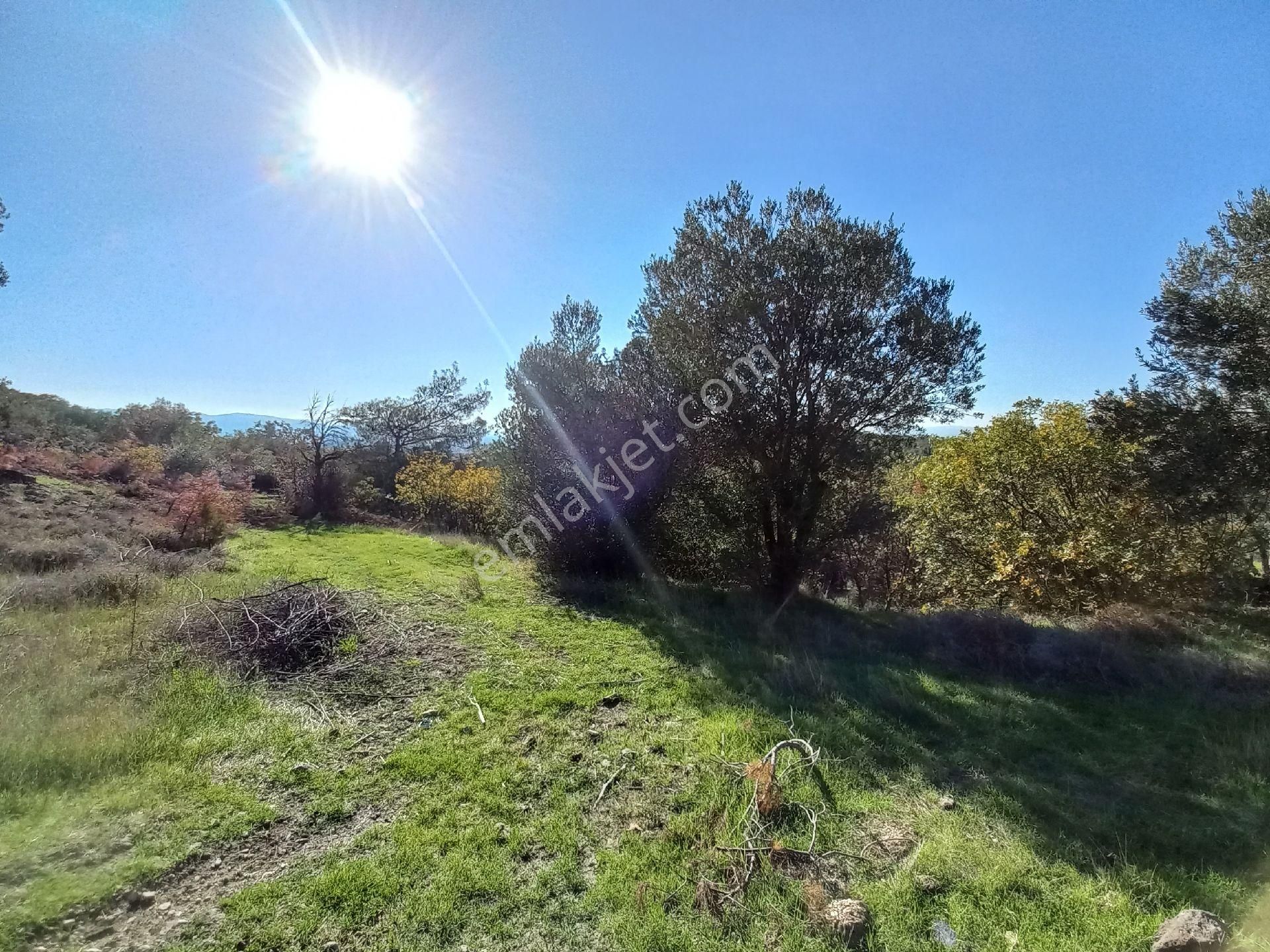 Satılık Müstakiltapu Zeytinlik İçinde Yaklaşık 15 Adet Zeytinvar Kadastro Yolu Var - Görsel 13