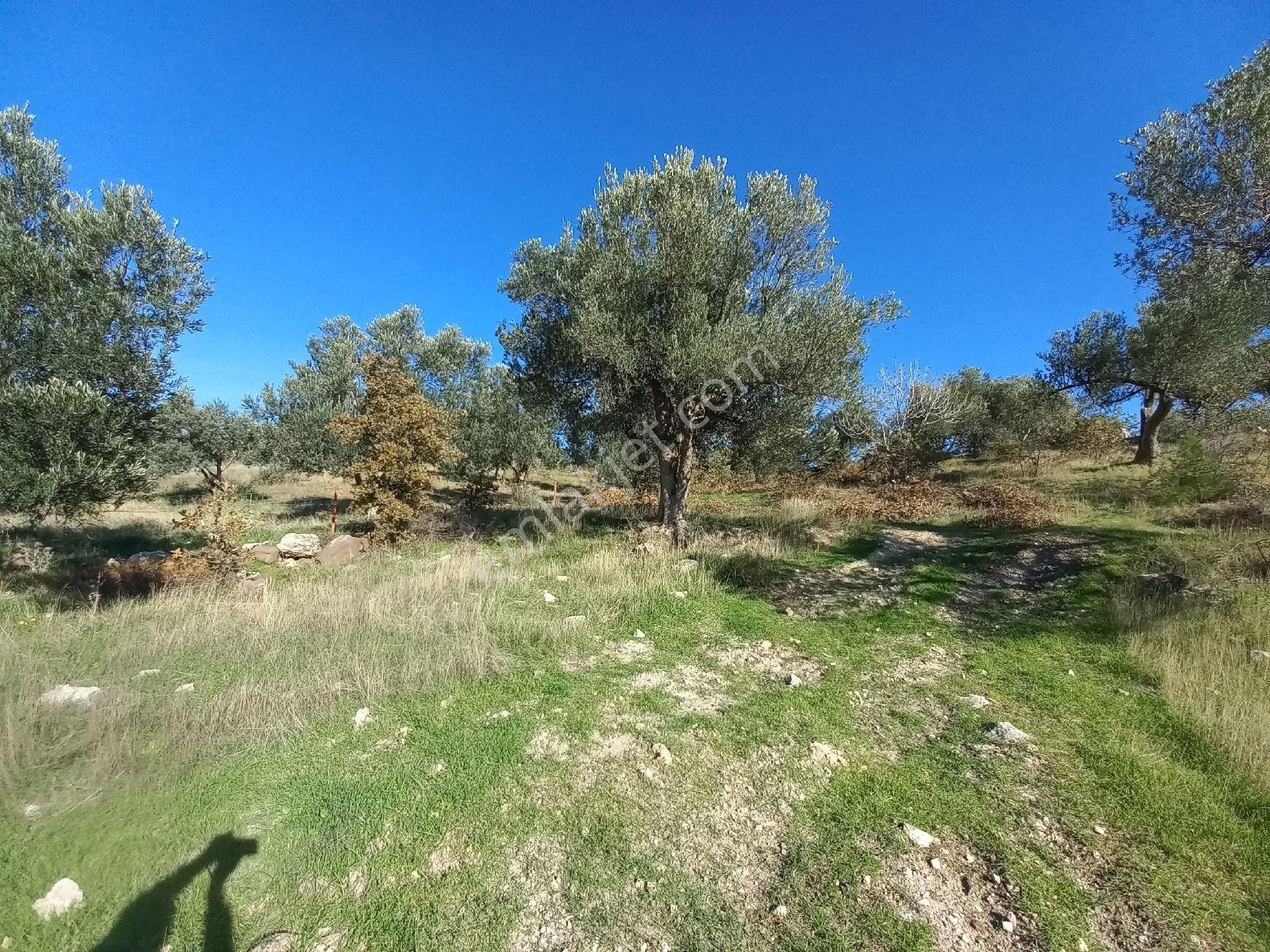 Satılık Müstakiltapu Zeytinlik İçinde Yaklaşık 15 Adet Zeytinvar Kadastro Yolu Var - Görsel 10