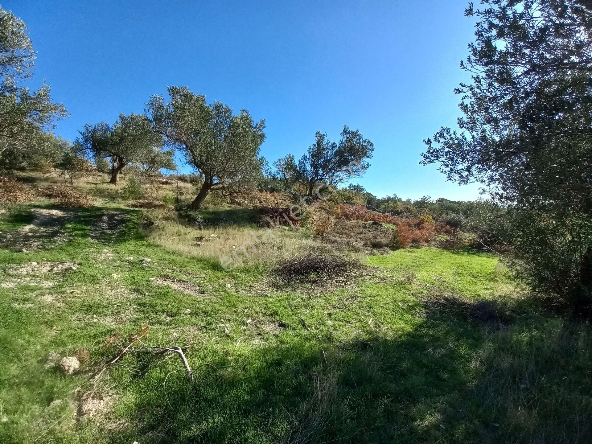 Satılık Müstakiltapu Zeytinlik İçinde Yaklaşık 15 Adet Zeytinvar Kadastro Yolu Var - Görsel 7