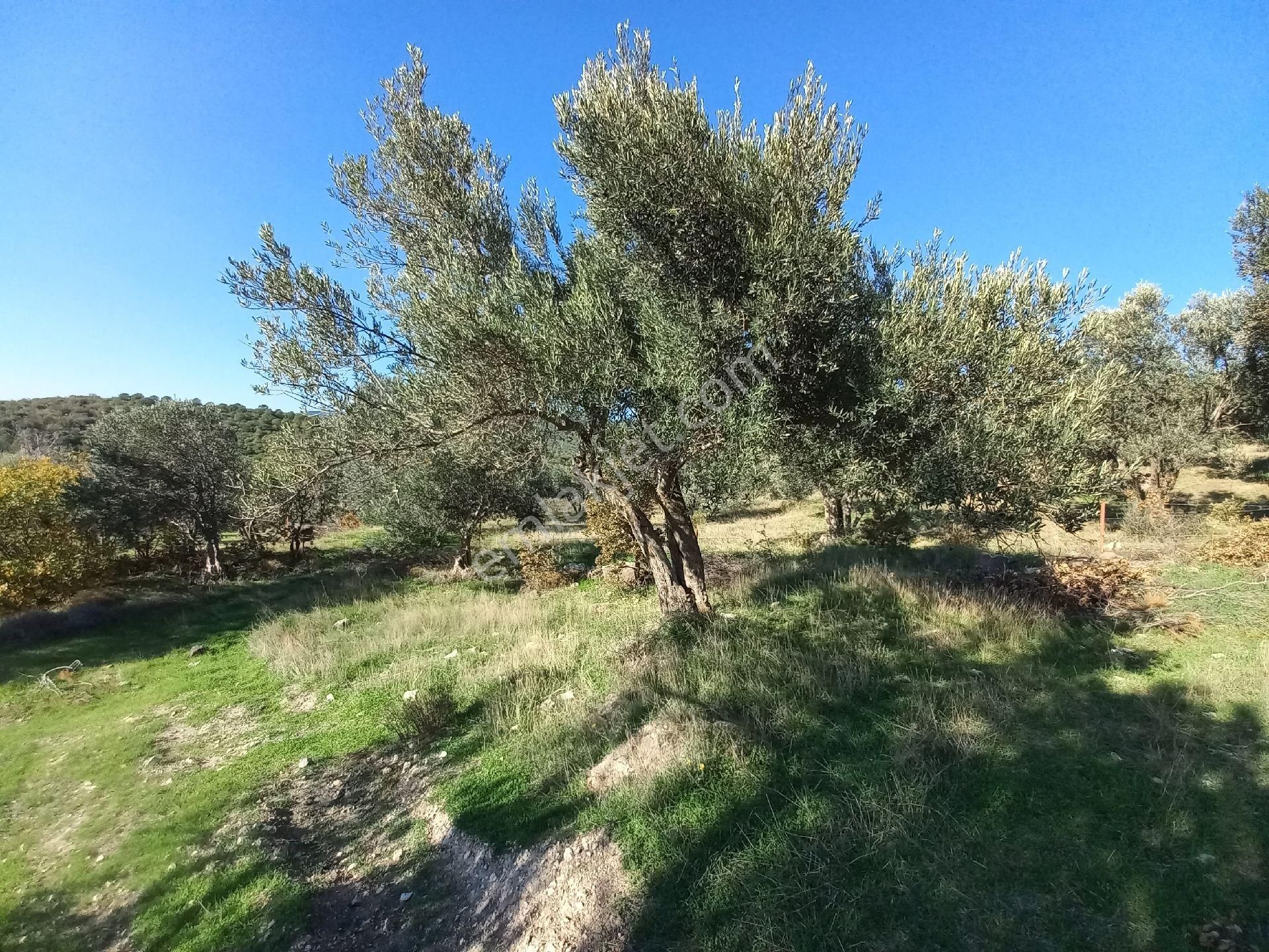 Satılık Müstakiltapu Zeytinlik İçinde Yaklaşık 15 Adet Zeytinvar Kadastro Yolu Var - Görsel 18