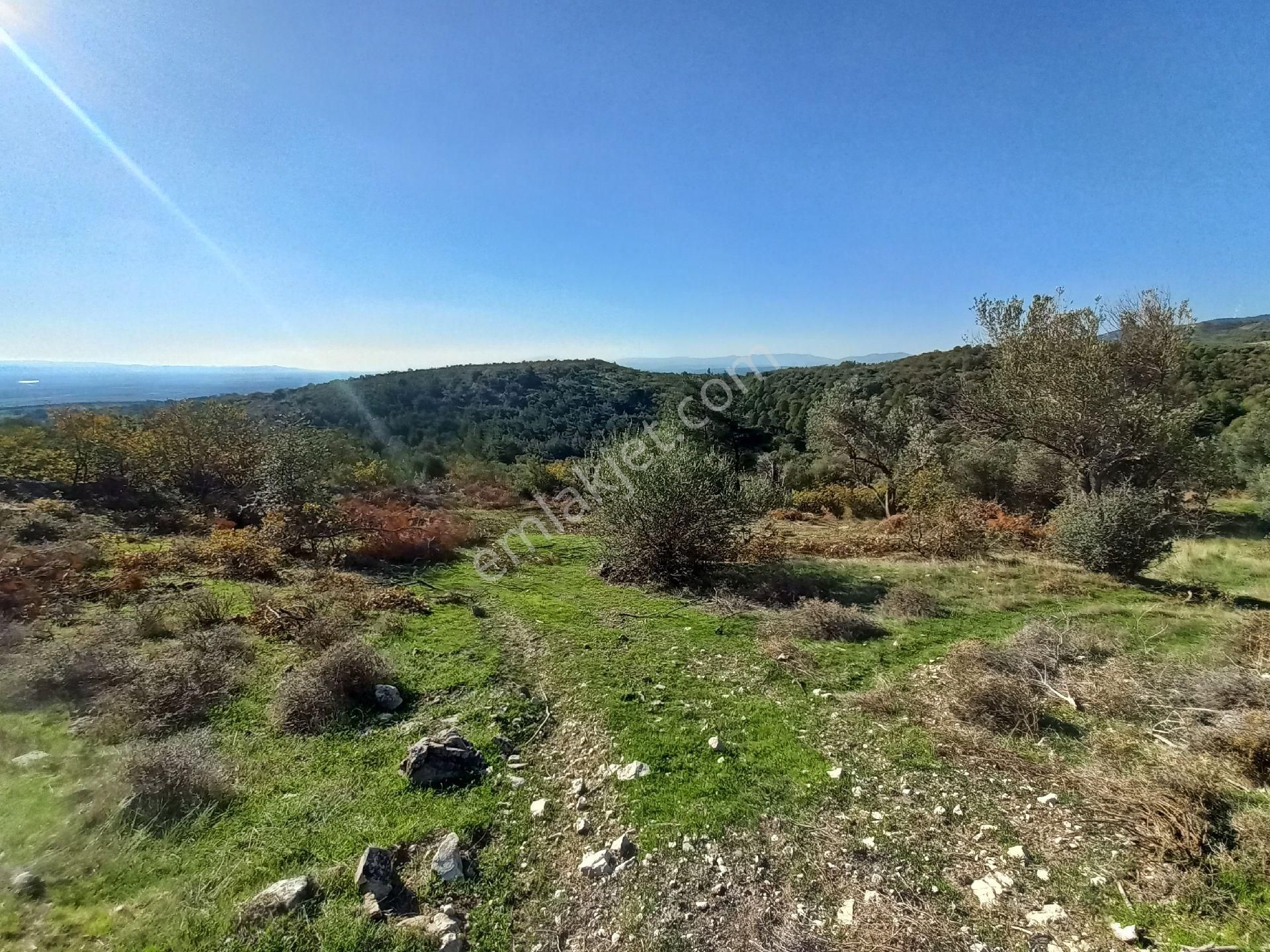 Satılık Müstakiltapu Zeytinlik İçinde Yaklaşık 15 Adet Zeytinvar Kadastro Yolu Var - Görsel 4