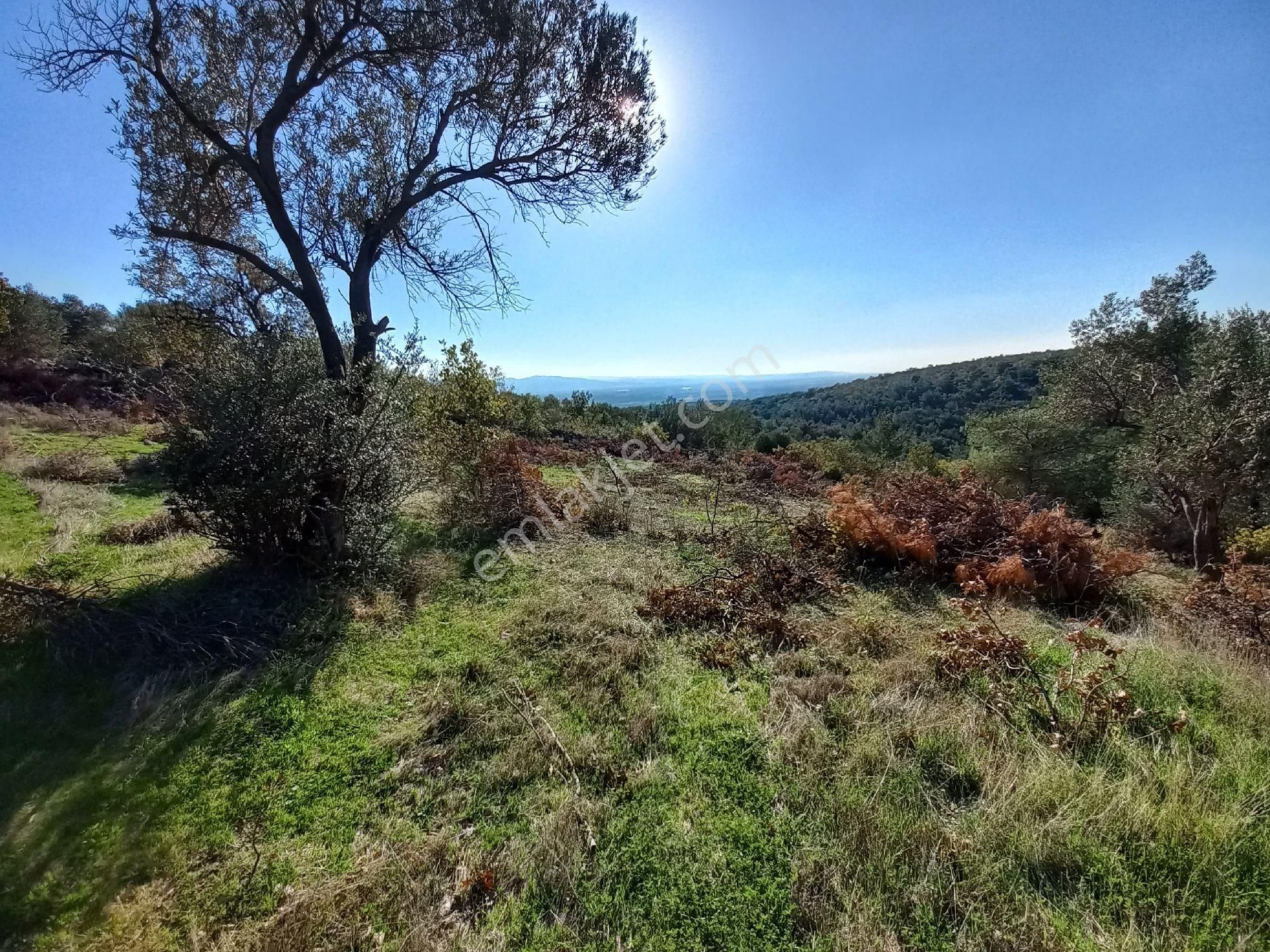 Satılık Müstakiltapu Zeytinlik İçinde Yaklaşık 15 Adet Zeytinvar Kadastro Yolu Var - Görsel 6