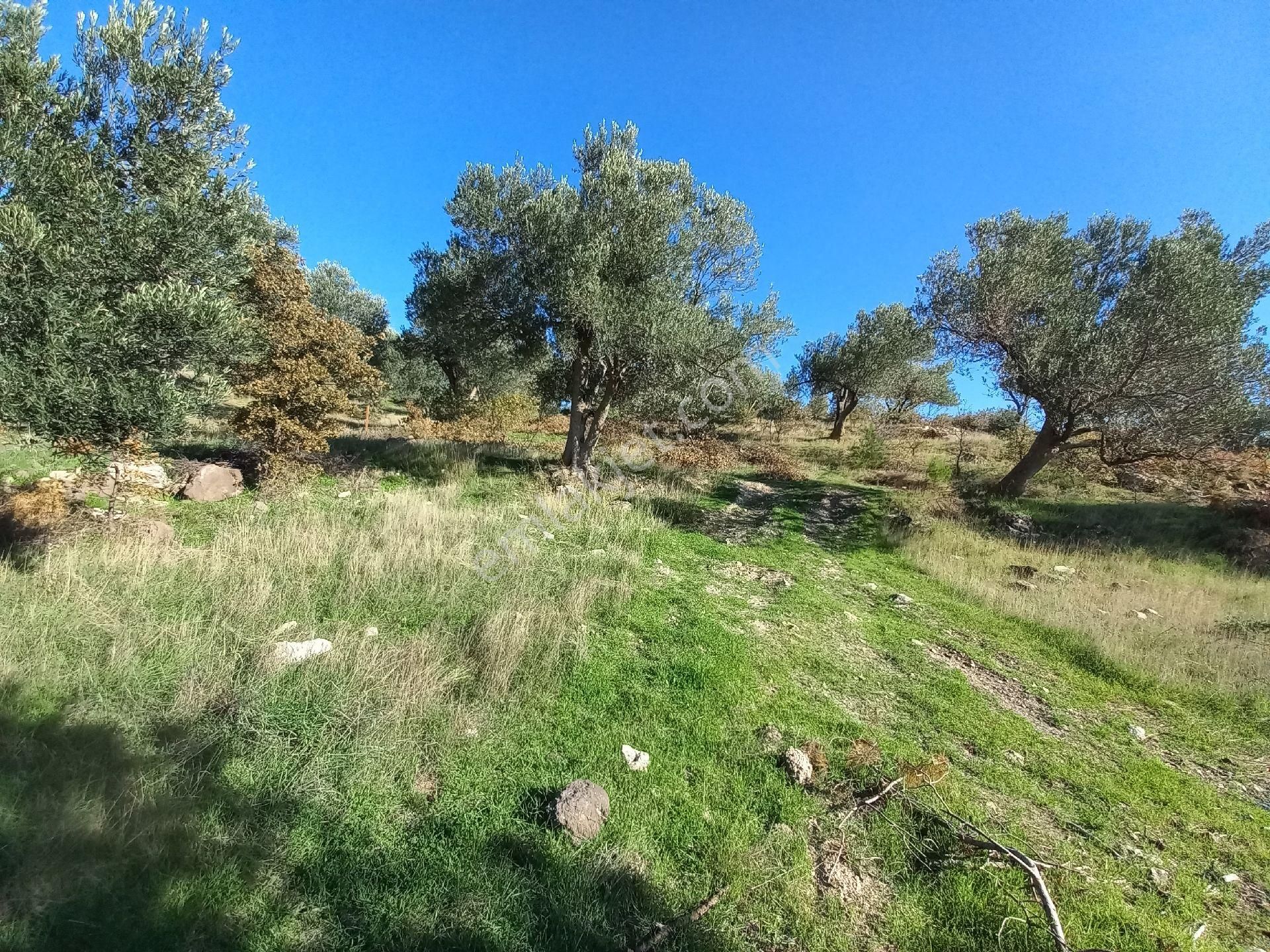 Satılık Müstakiltapu Zeytinlik İçinde Yaklaşık 15 Adet Zeytinvar Kadastro Yolu Var - Görsel 9