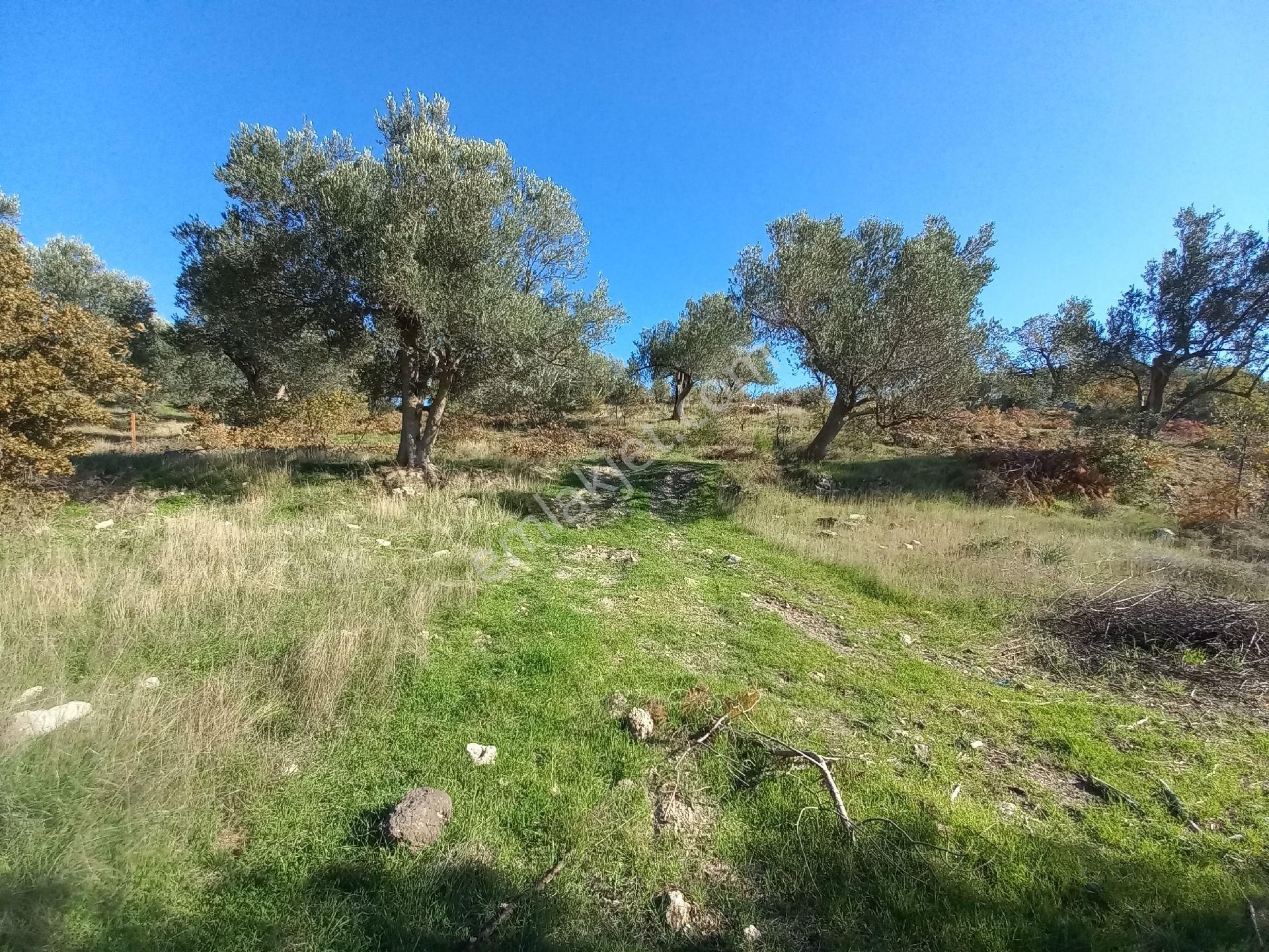 Satılık Müstakiltapu Zeytinlik İçinde Yaklaşık 15 Adet Zeytinvar Kadastro Yolu Var - Görsel 12