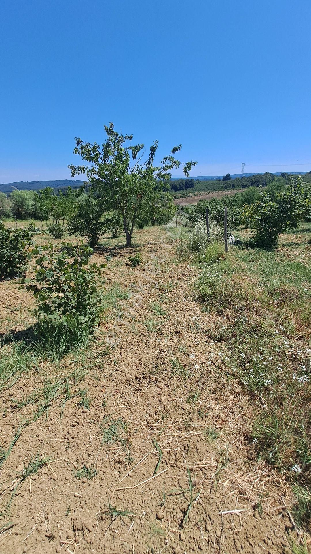 Kandıra Hacımazlı Köyü 1150² Sahibinden Tapulu Ve İmarlı Tarla - Görsel 9