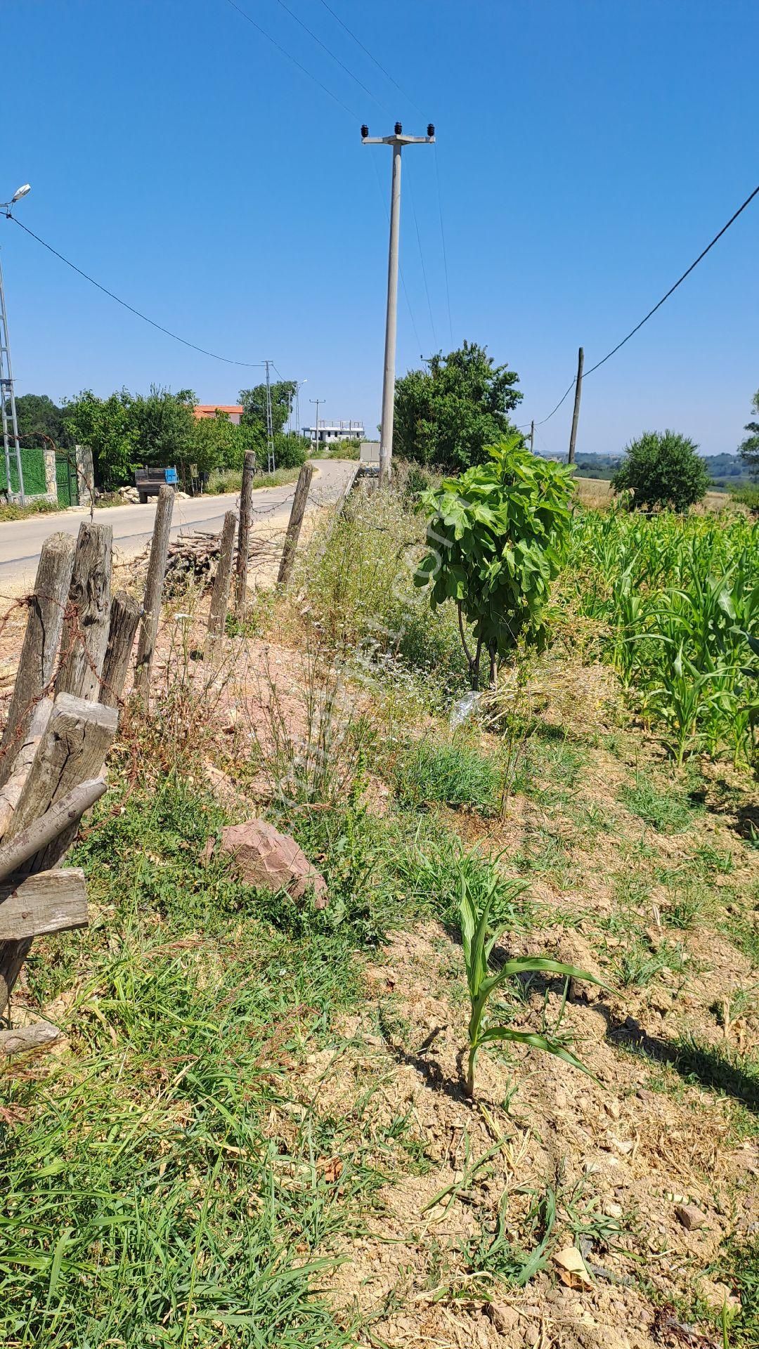 Kandıra Hacımazlı Köyü 1150² Sahibinden Tapulu Ve İmarlı Tarla - Görsel 5