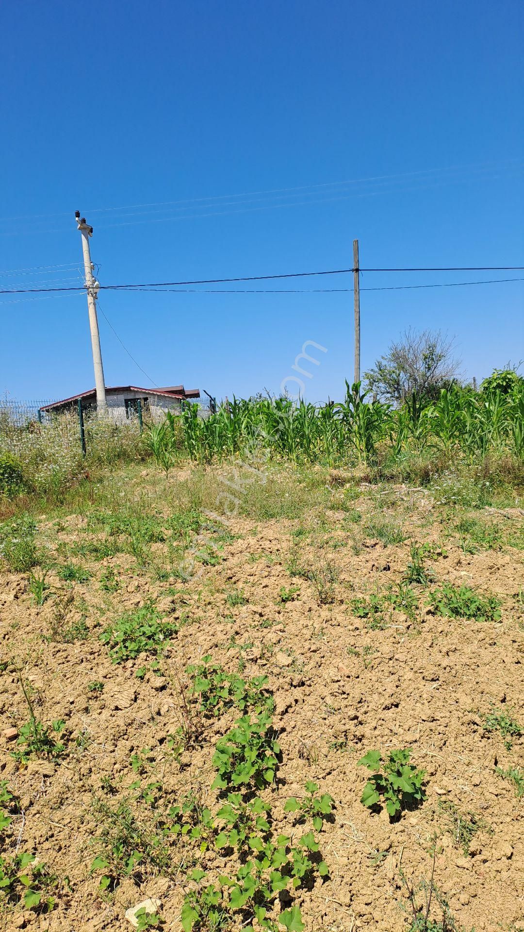 Kandıra Hacımazlı Köyü 1150² Sahibinden Tapulu Ve İmarlı Tarla - Görsel 8