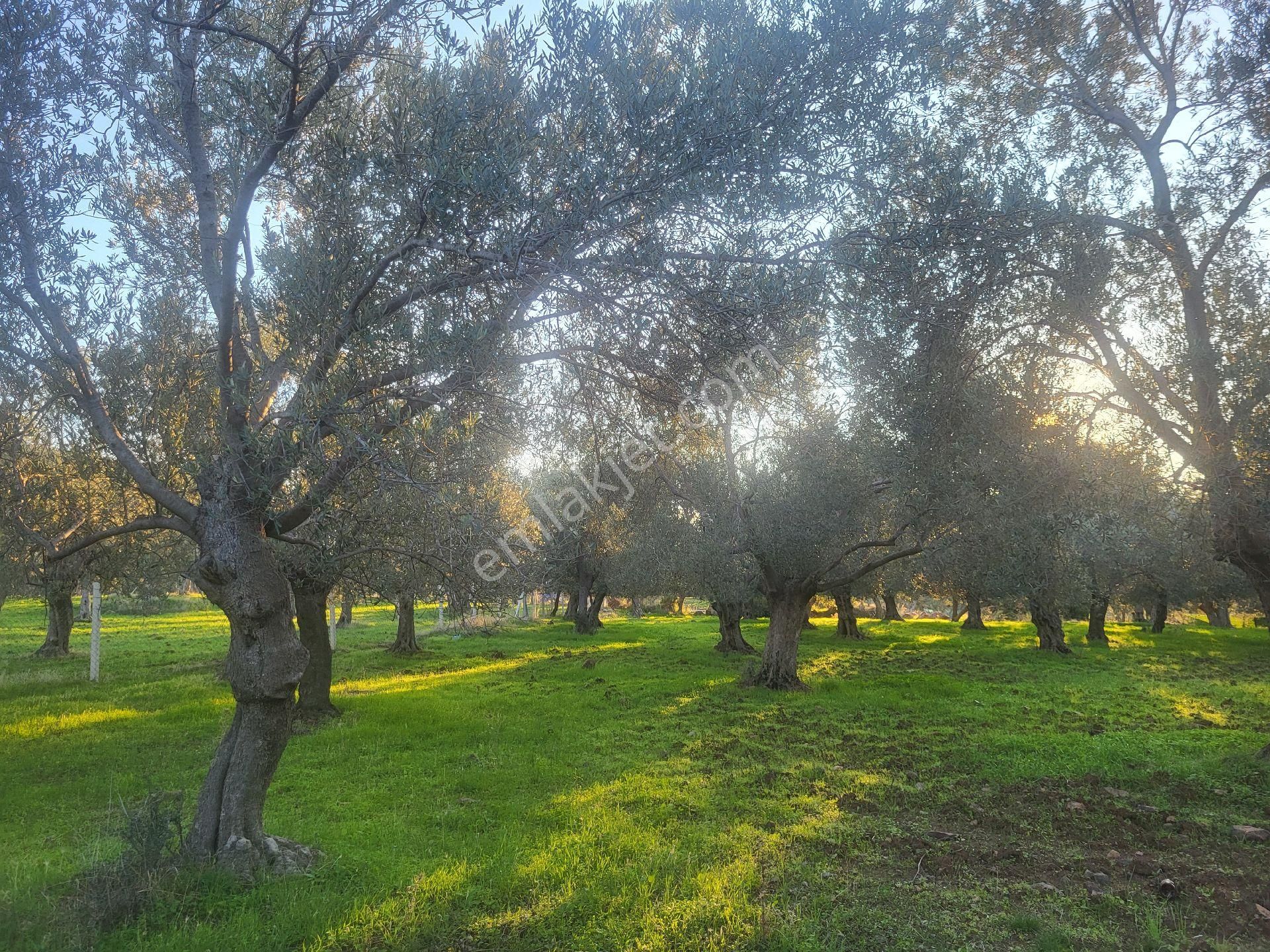 ‼️ilçe Merkezine 5 Dk Mesafede Mini Hobby Bahçesi - Görsel 2