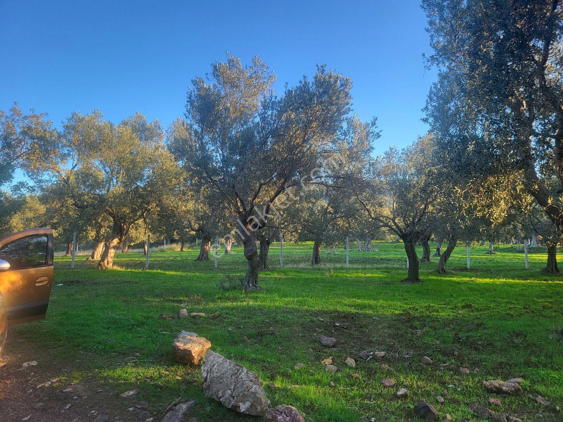 ‼️ilçe Merkezine 5 Dk Mesafede Mini Hobby Bahçesi