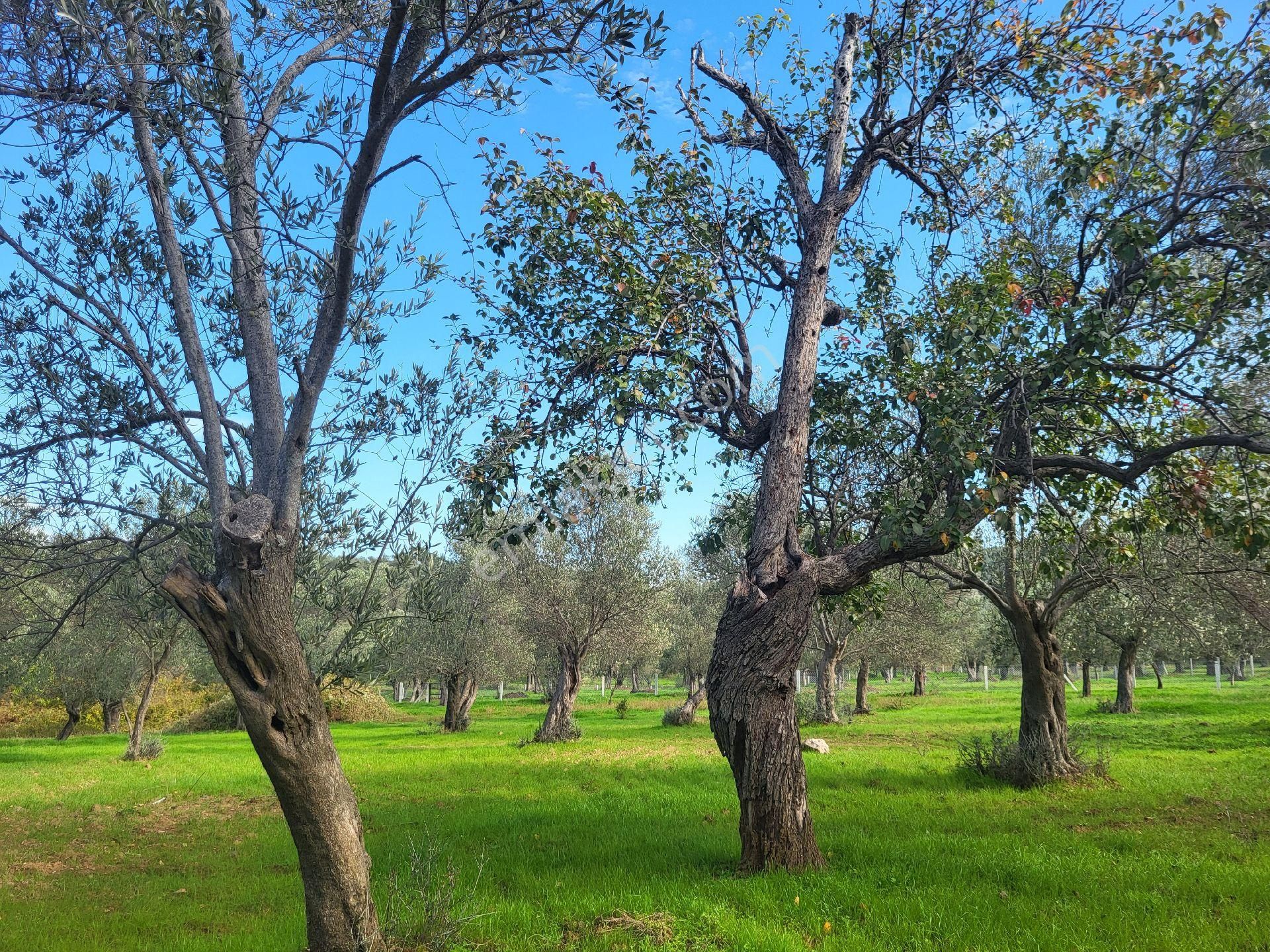 Doğa İle İç İçe 300 M2 Hobby Bahçesi - Görsel 4