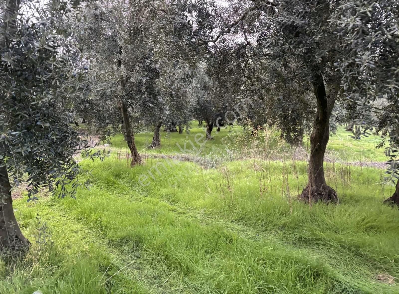 Göllüce' Deki En Ucuz 1390 M2 İmarlı Arsa - Görsel 3