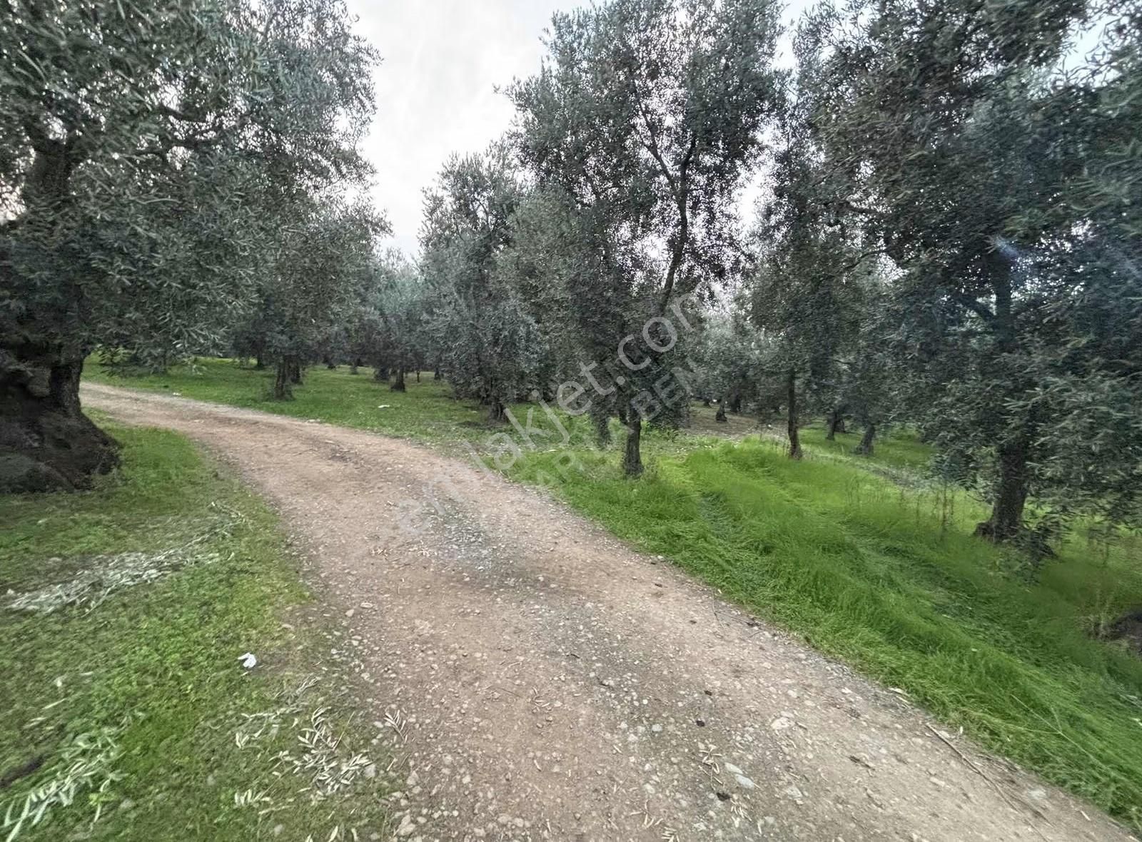 Göllüce' Deki En Ucuz 1390 M2 İmarlı Arsa - Görsel 6