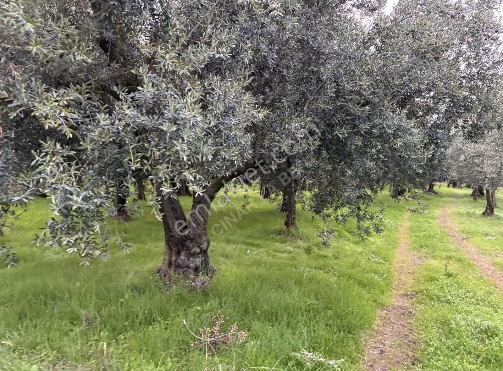 Göllüce' Deki En Ucuz 1390 M2 İmarlı Arsa - Görsel 4