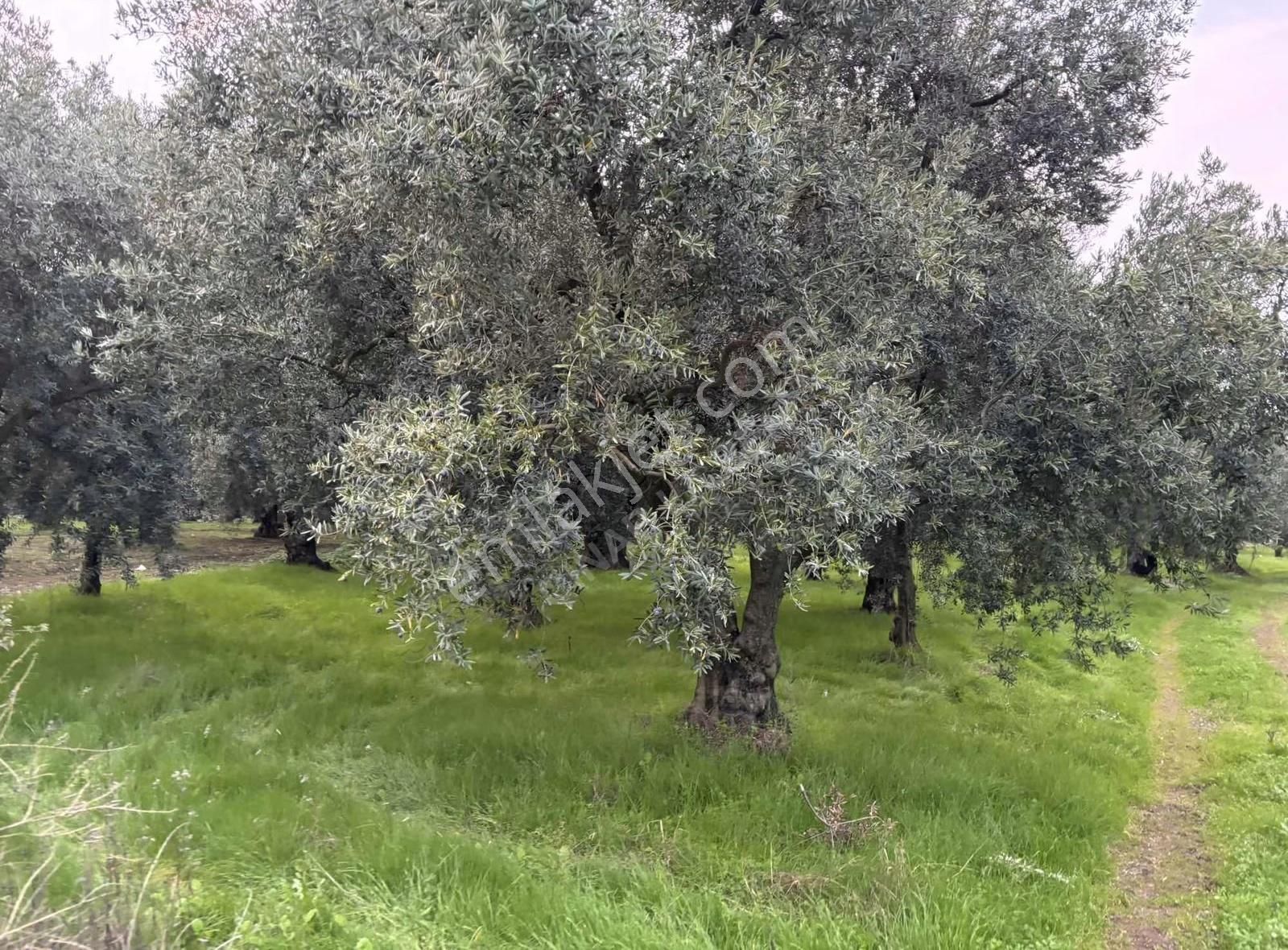 Göllüce' Deki En Ucuz 1390 M2 İmarlı Arsa - Görsel 5