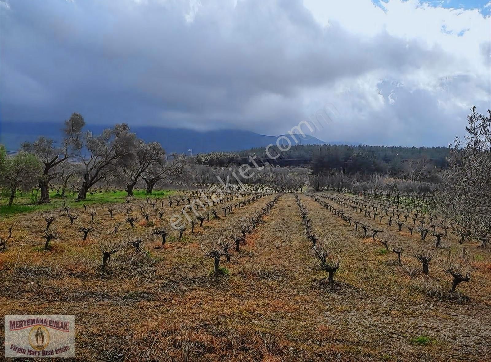 Aydın/kuşadası/çınar'da, 3.079m2 Üzüm Bağı Satılıktır. - Görsel 2