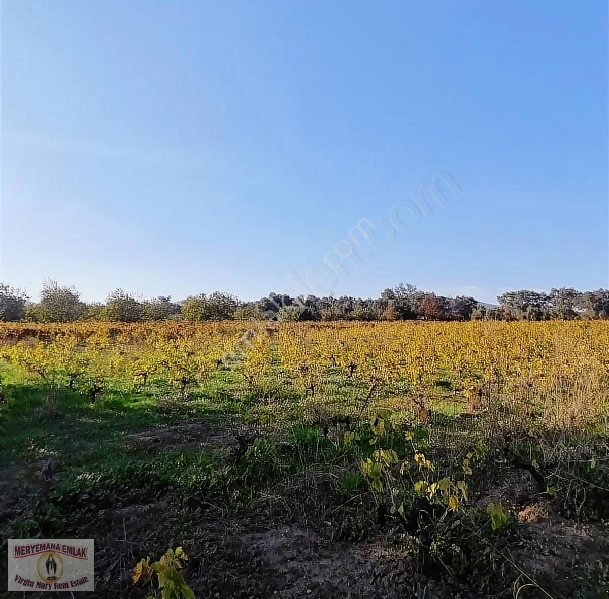 Aydın/kuşadası/çınar'da, 3.079m2 Üzüm Bağı Satılıktır. - Görsel 6