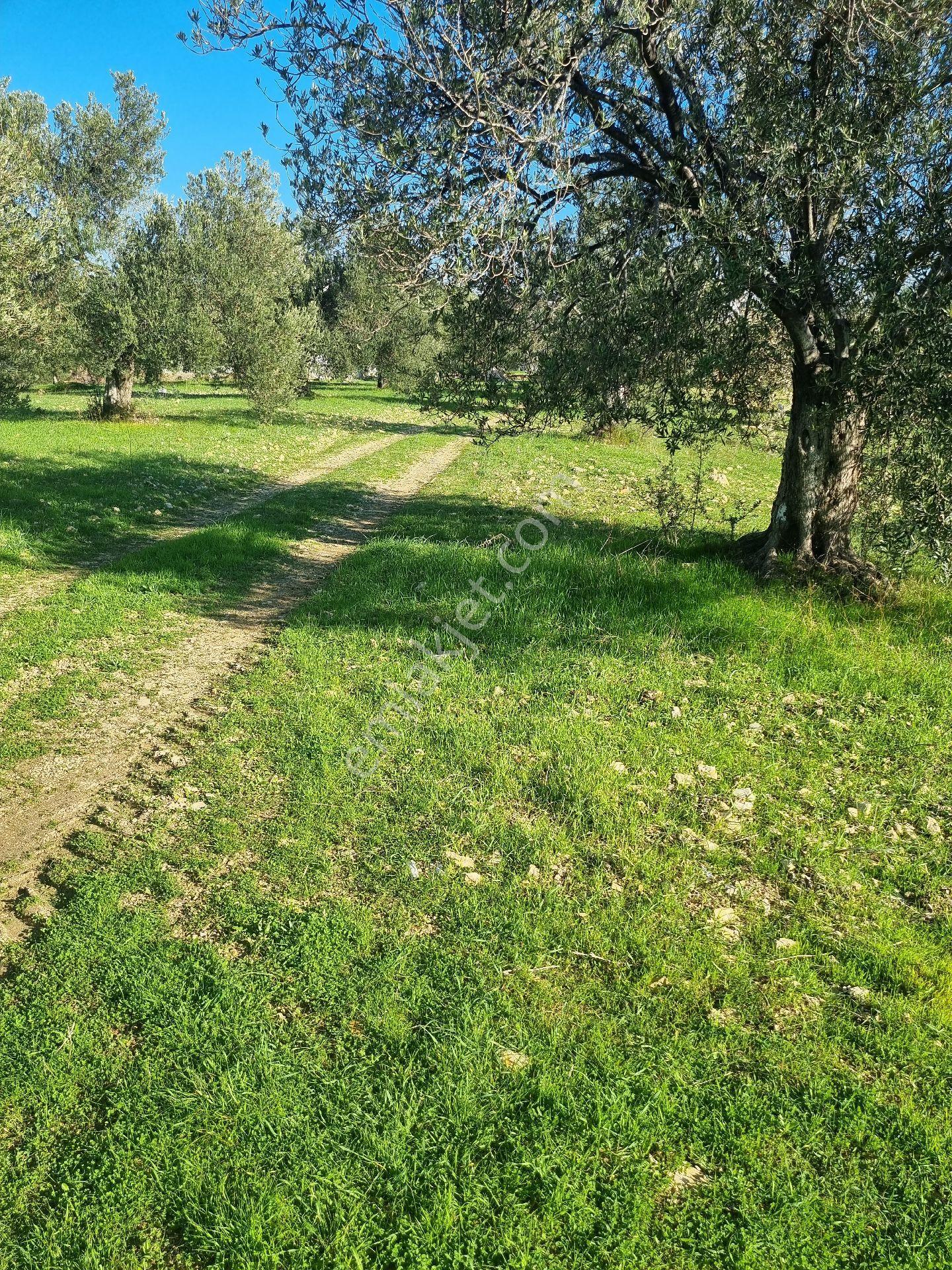Premar Ayvada'dan Gömeç Karaağaç Sahil'de Villa İmarlı 300 M2