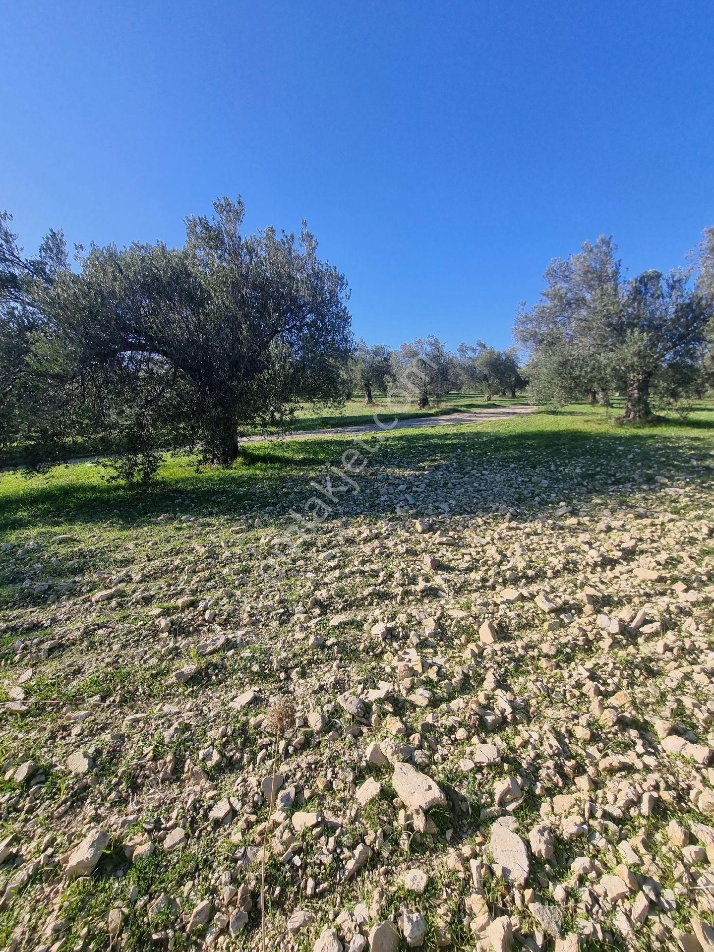 Premar Ayvada'dan Gömeç Karaağaç Sahil'de Villa İmarlı 300 M2 - Görsel 11