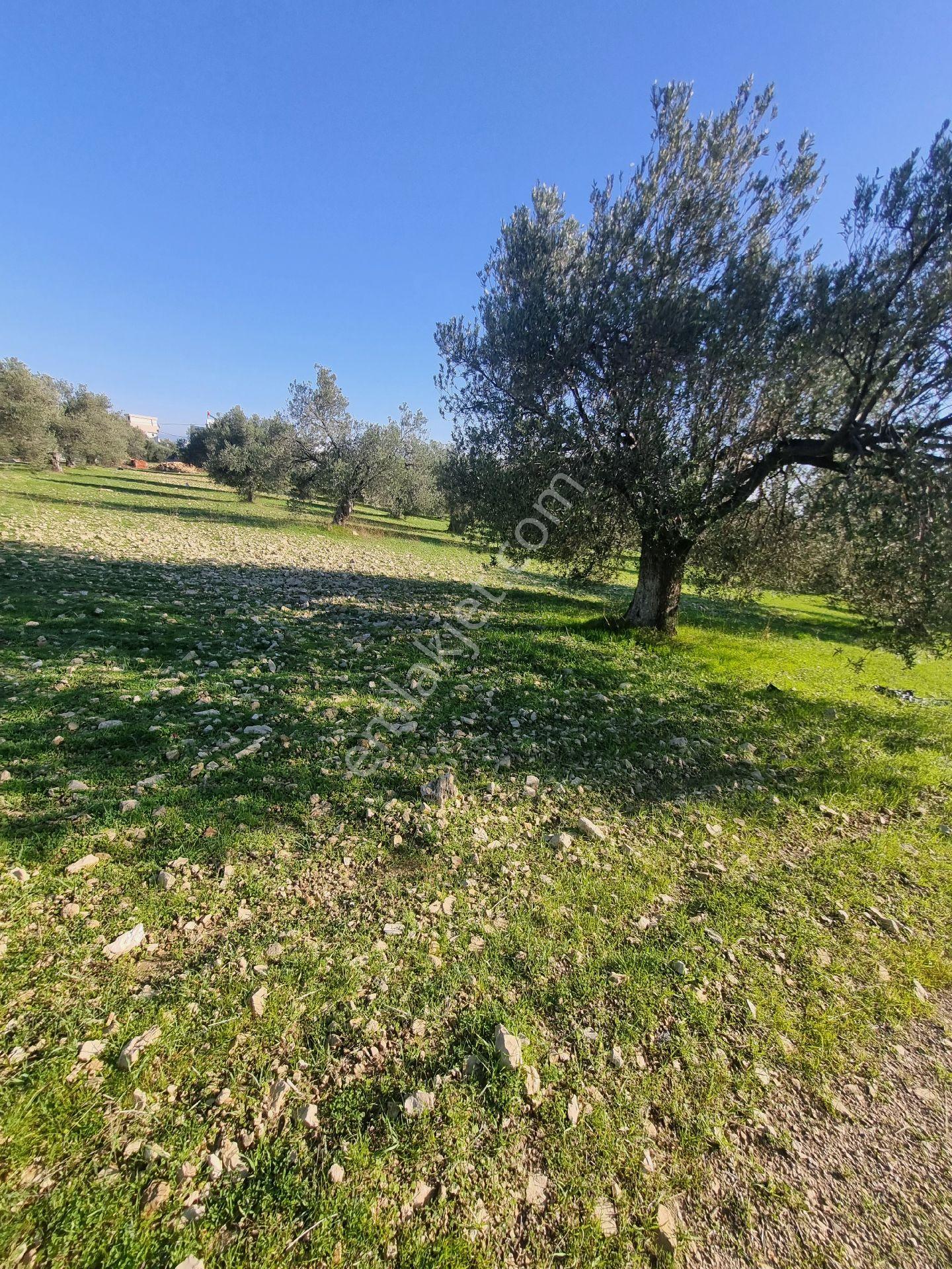 Premar Ayvada'dan Gömeç Karaağaç Sahil'de Villa İmarlı 300 M2 - Görsel 4