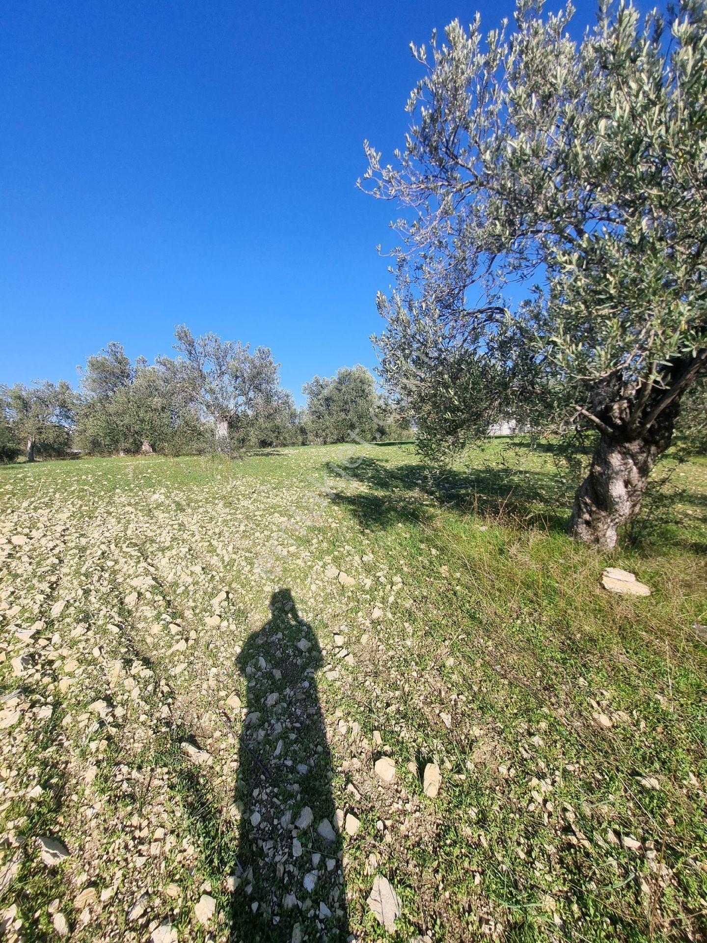 Premar Ayvada'dan Gömeç Karaağaç Sahil'de Villa İmarlı 300 M2 - Görsel 10