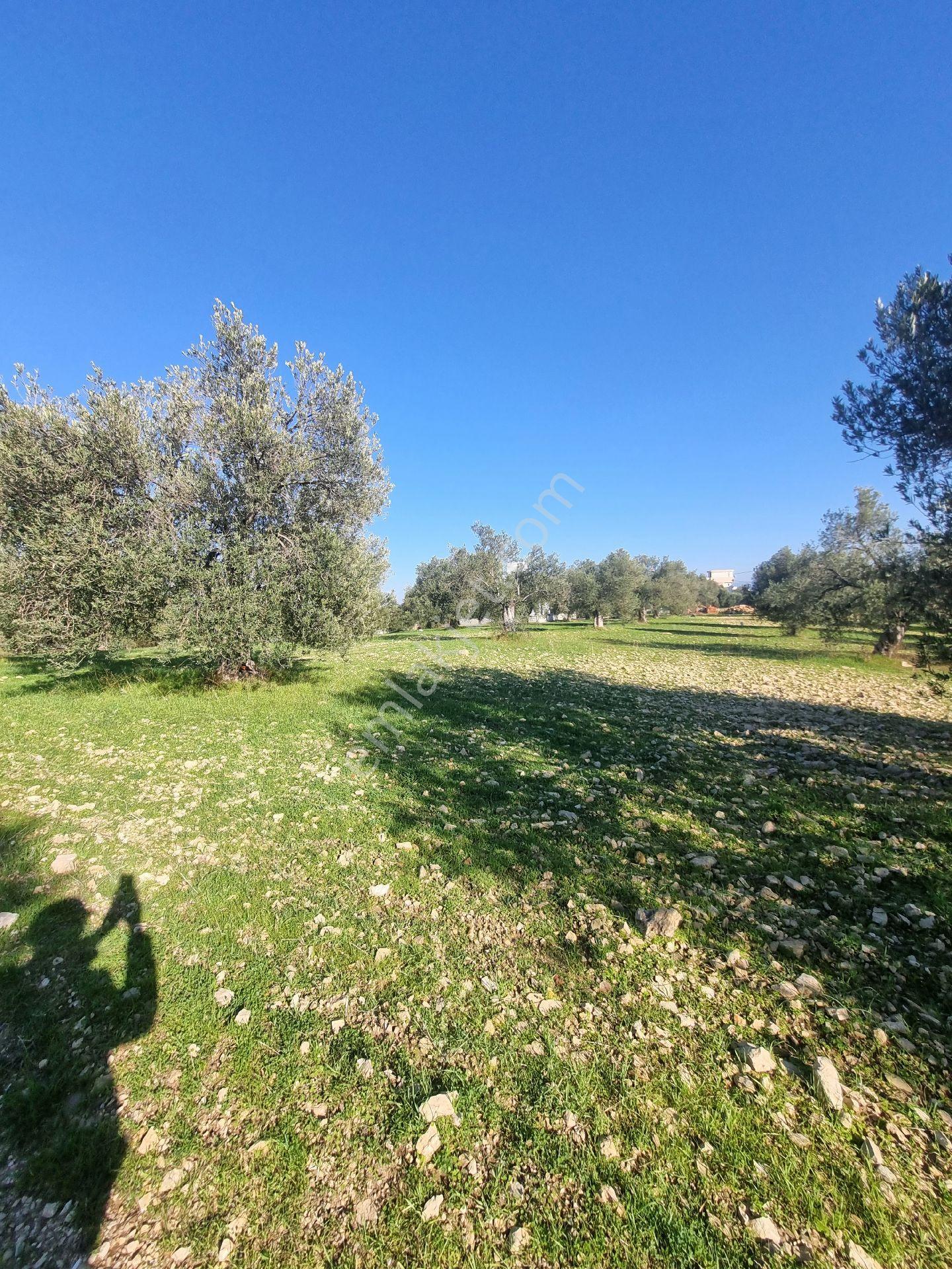 Premar Ayvada'dan Gömeç Karaağaç Sahil'de Villa İmarlı 300 M2 - Görsel 7