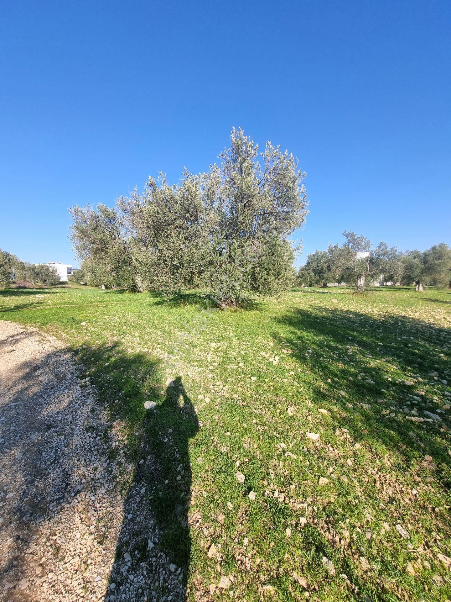 Premar Ayvada'dan Gömeç Karaağaç Sahil'de Villa İmarlı 300 M2 - Görsel 6