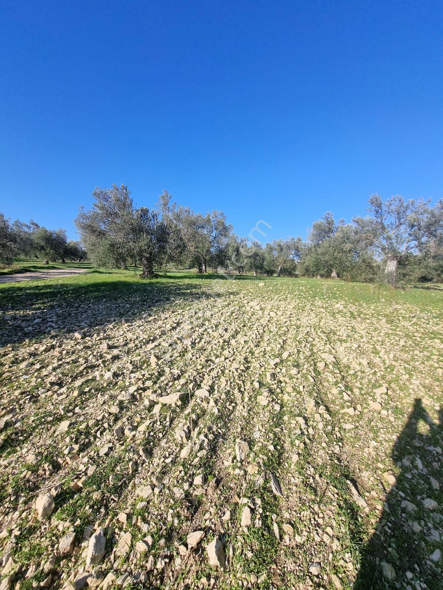 Premar Ayvada'dan Gömeç Karaağaç Sahil'de Villa İmarlı 300 M2 - Görsel 8
