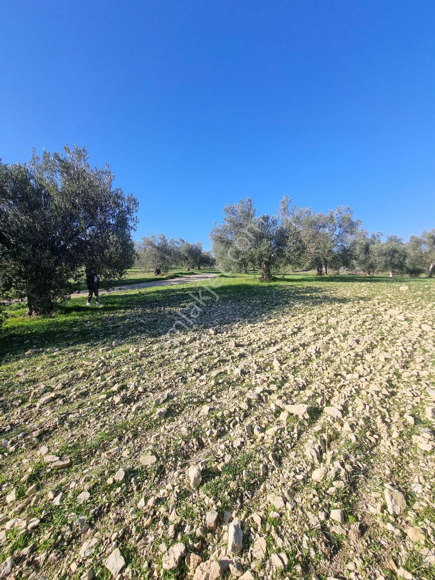 Premar Ayvada'dan Gömeç Karaağaç Sahil'de Villa İmarlı 300 M2 - Görsel 9