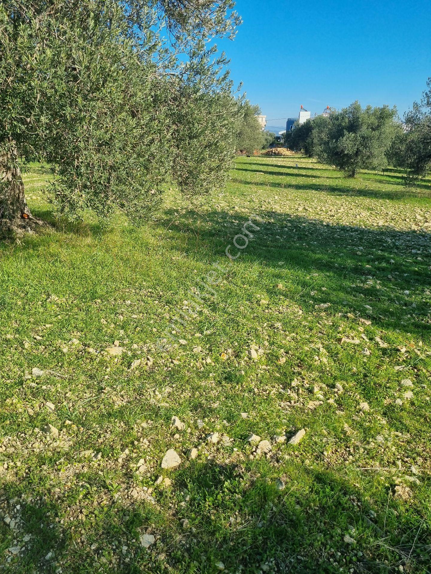 Premar Ayvada'dan Gömeç Karaağaç Sahil'de Villa İmarlı 300 M2 - Görsel 3