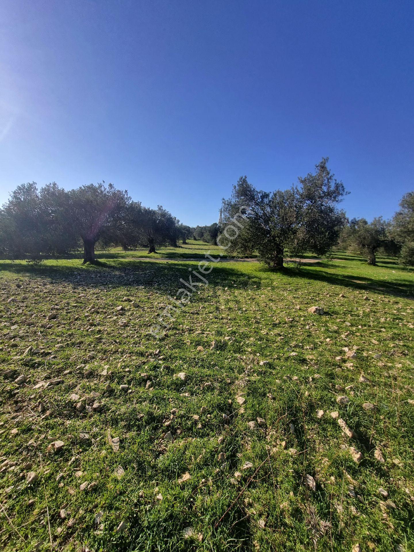 Premar Ayvada'dan Gömeç Karaağaç Sahil'de Villa İmarlı 300 M2 - Görsel 12