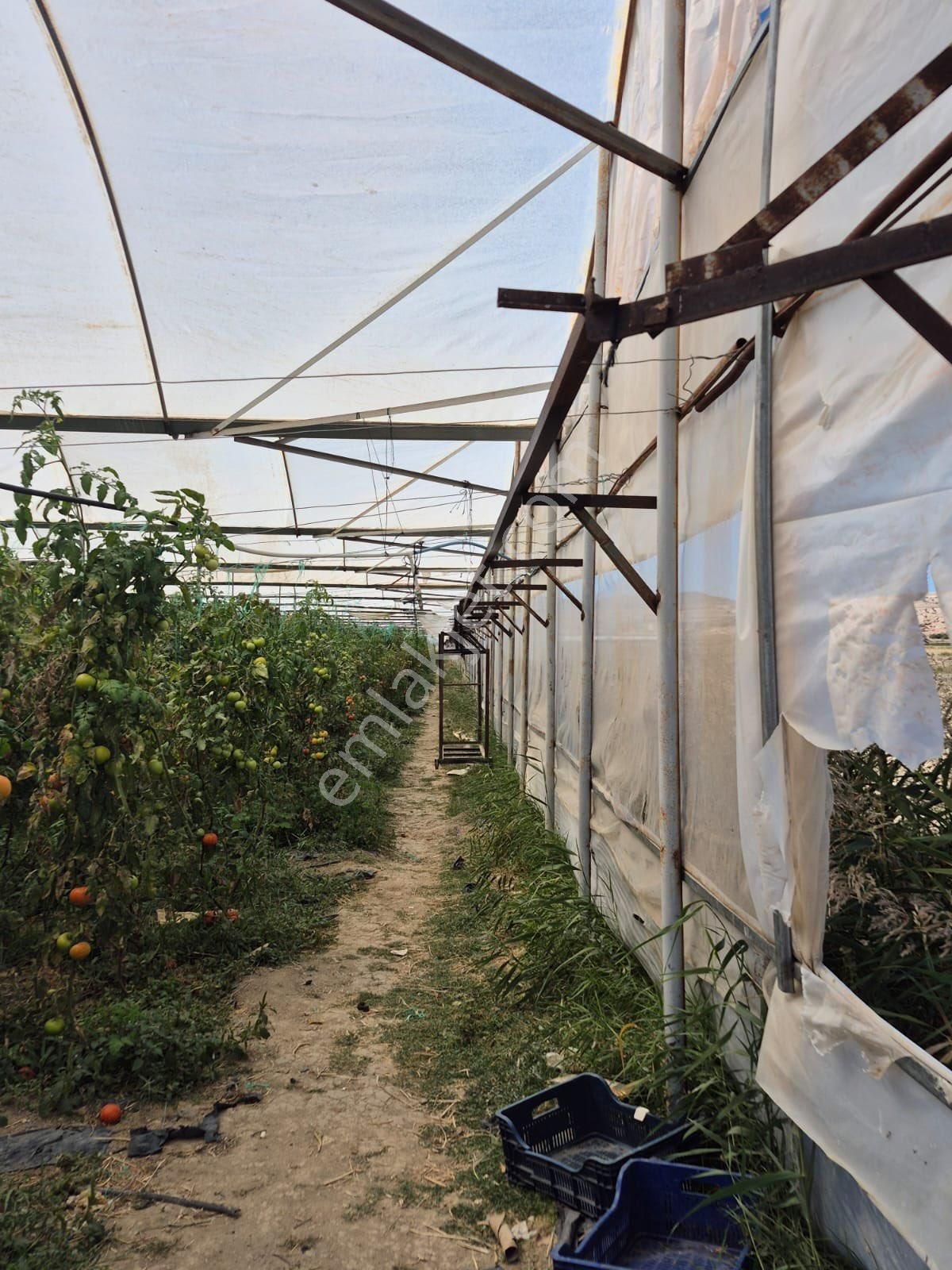 5.5 Dönüm Tarla 4 Dönümü Kapalı Sera - Görsel 8