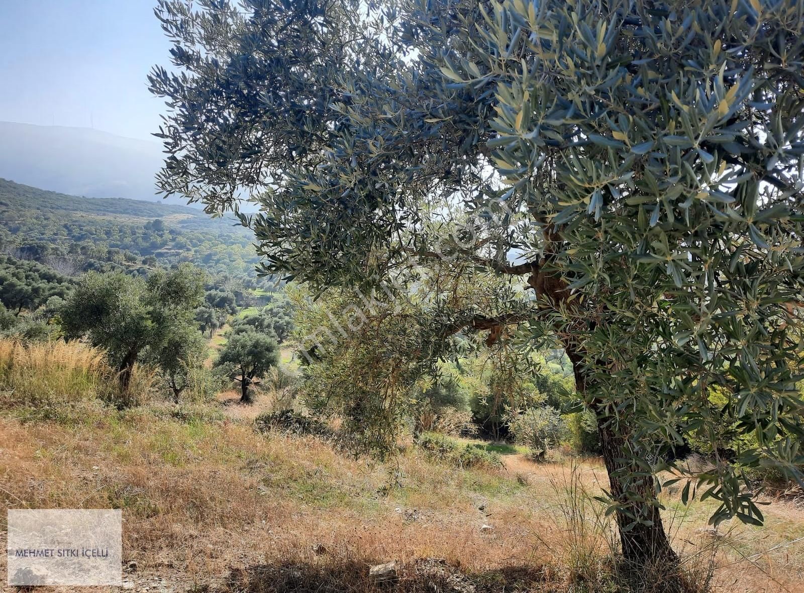Güneş Gayrimenkul'den Akçaşehir'de İncir Ve Zeytin Bahçesi - Görsel 15